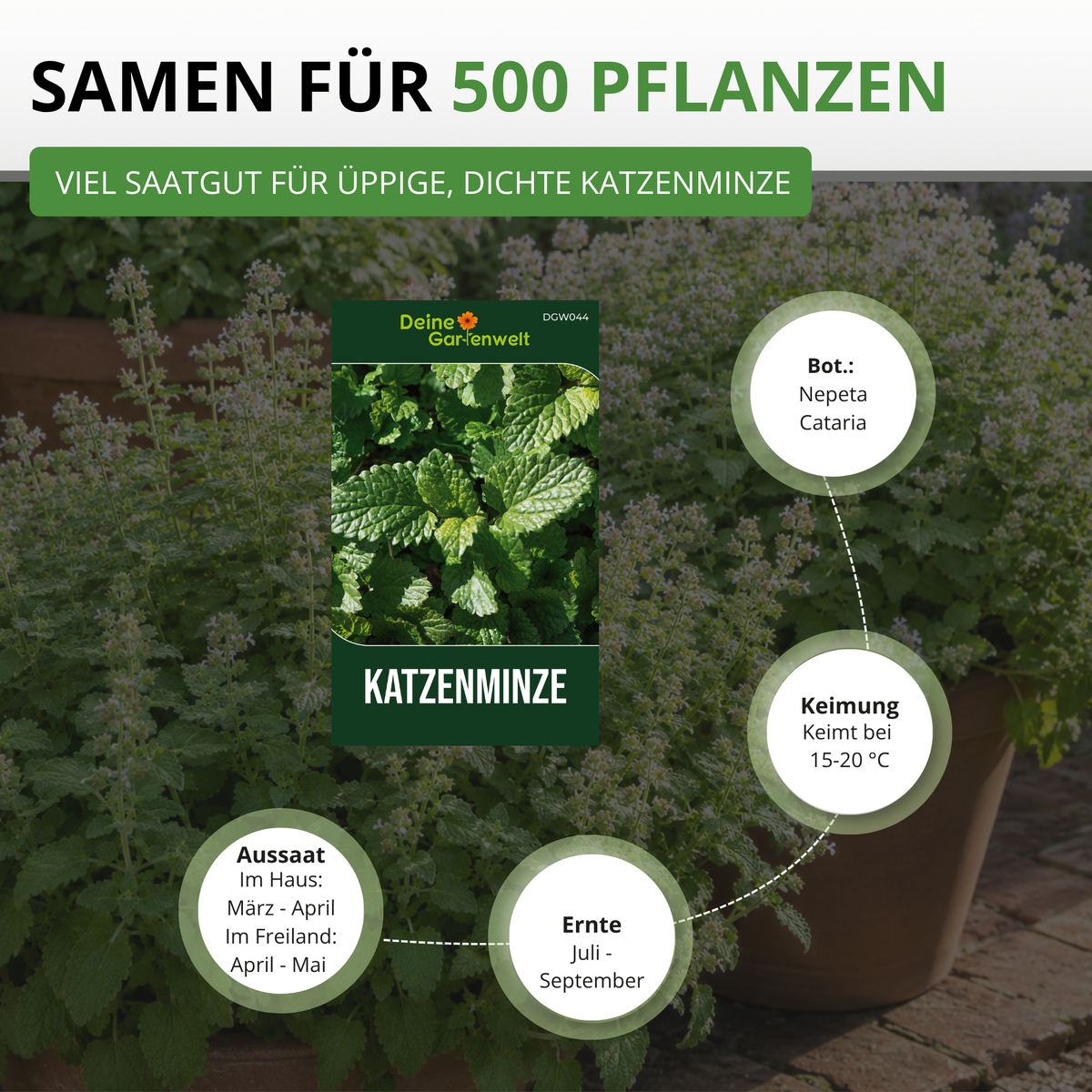 Katzenminze Saatgut
