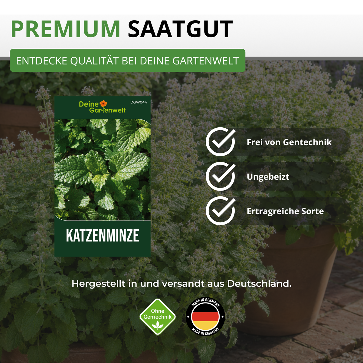 Katzenminze Saatgut