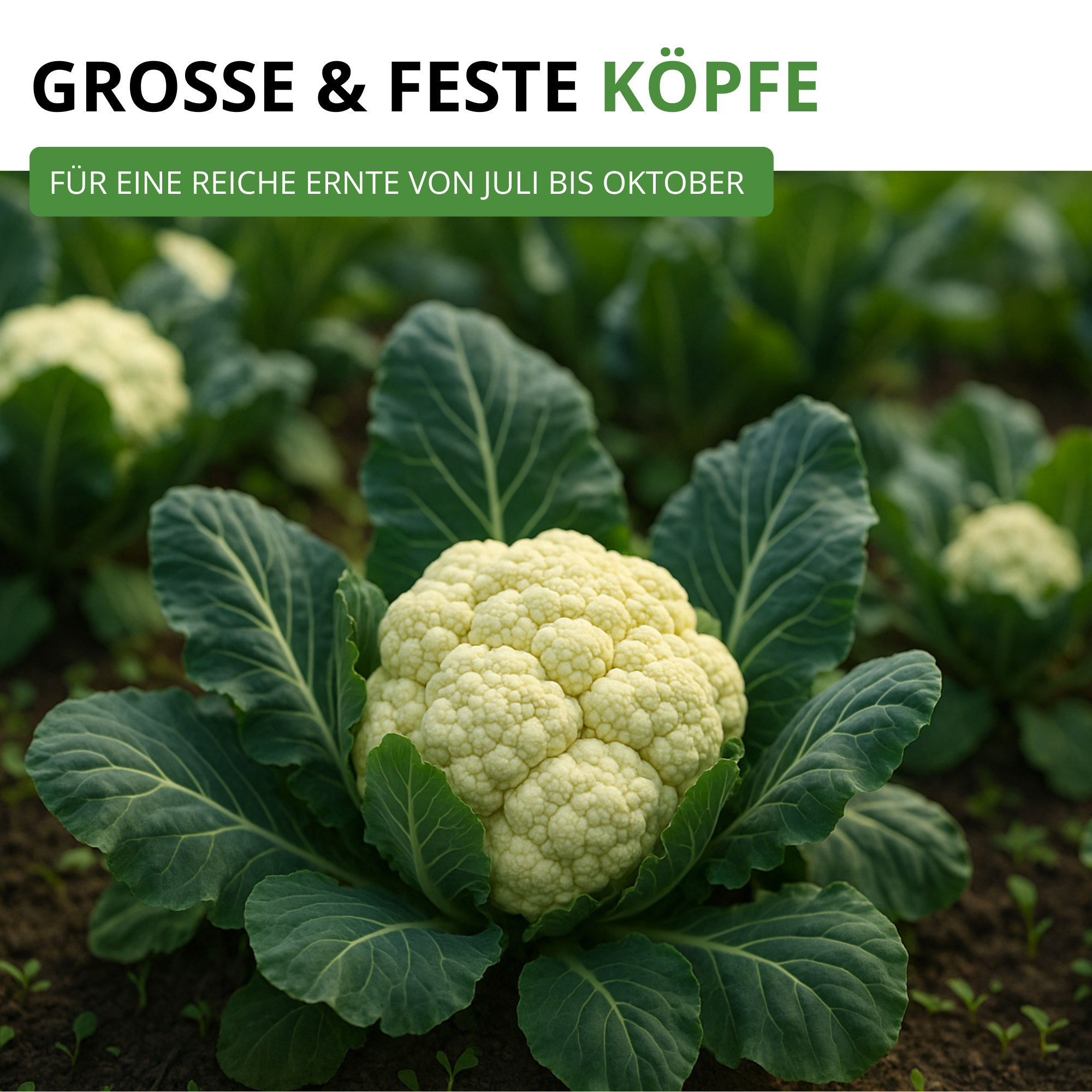 Blumenkohl Erfurt