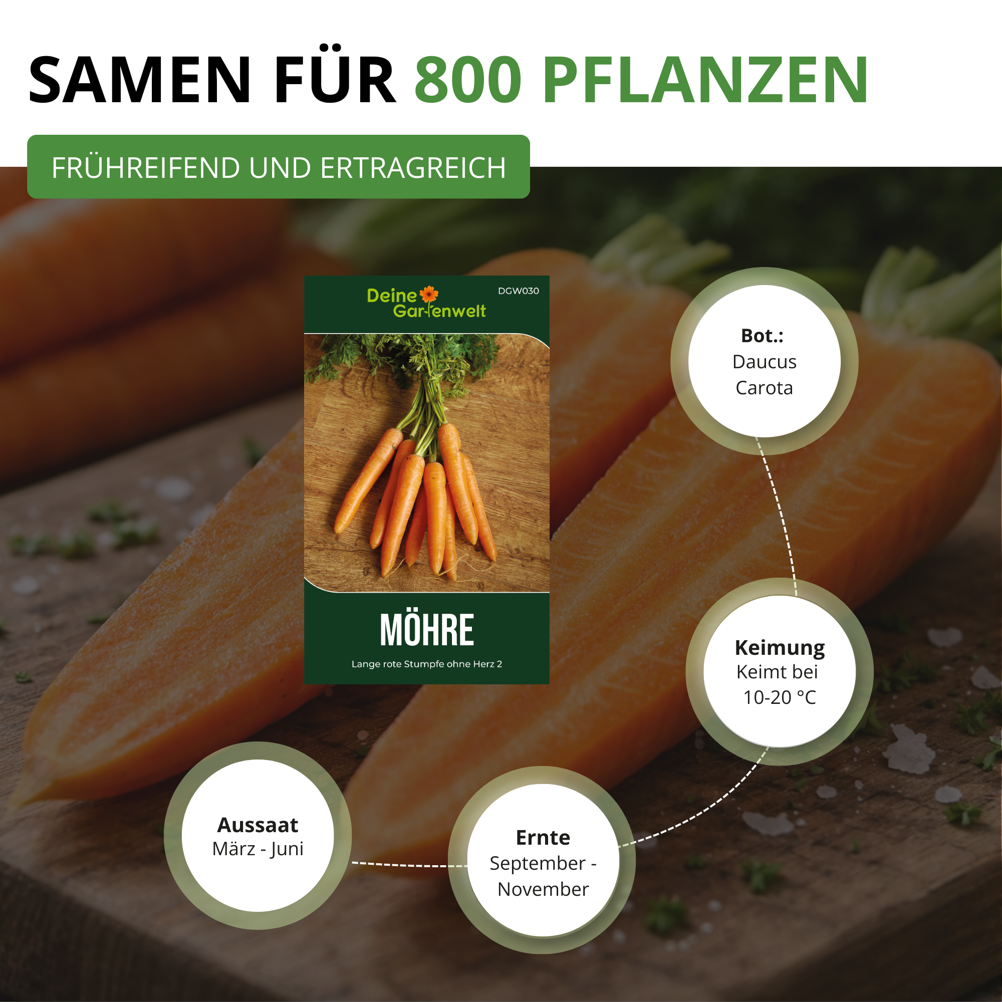 Möhren lange rote Stumpfe ohne Herz 2