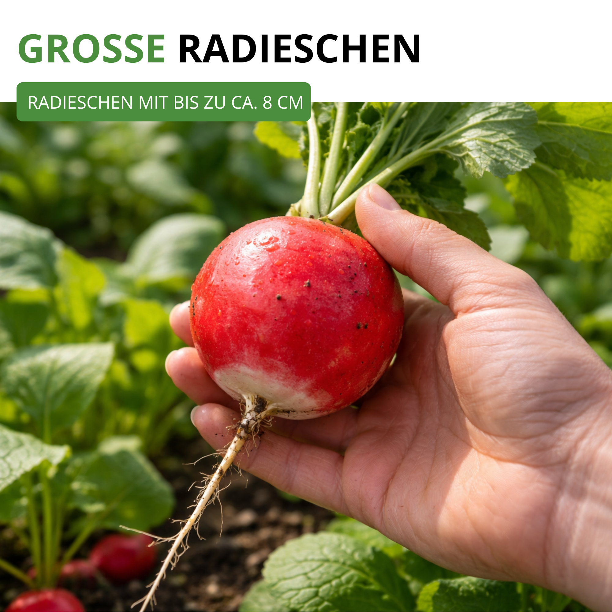 Radieschen Riesenbutter