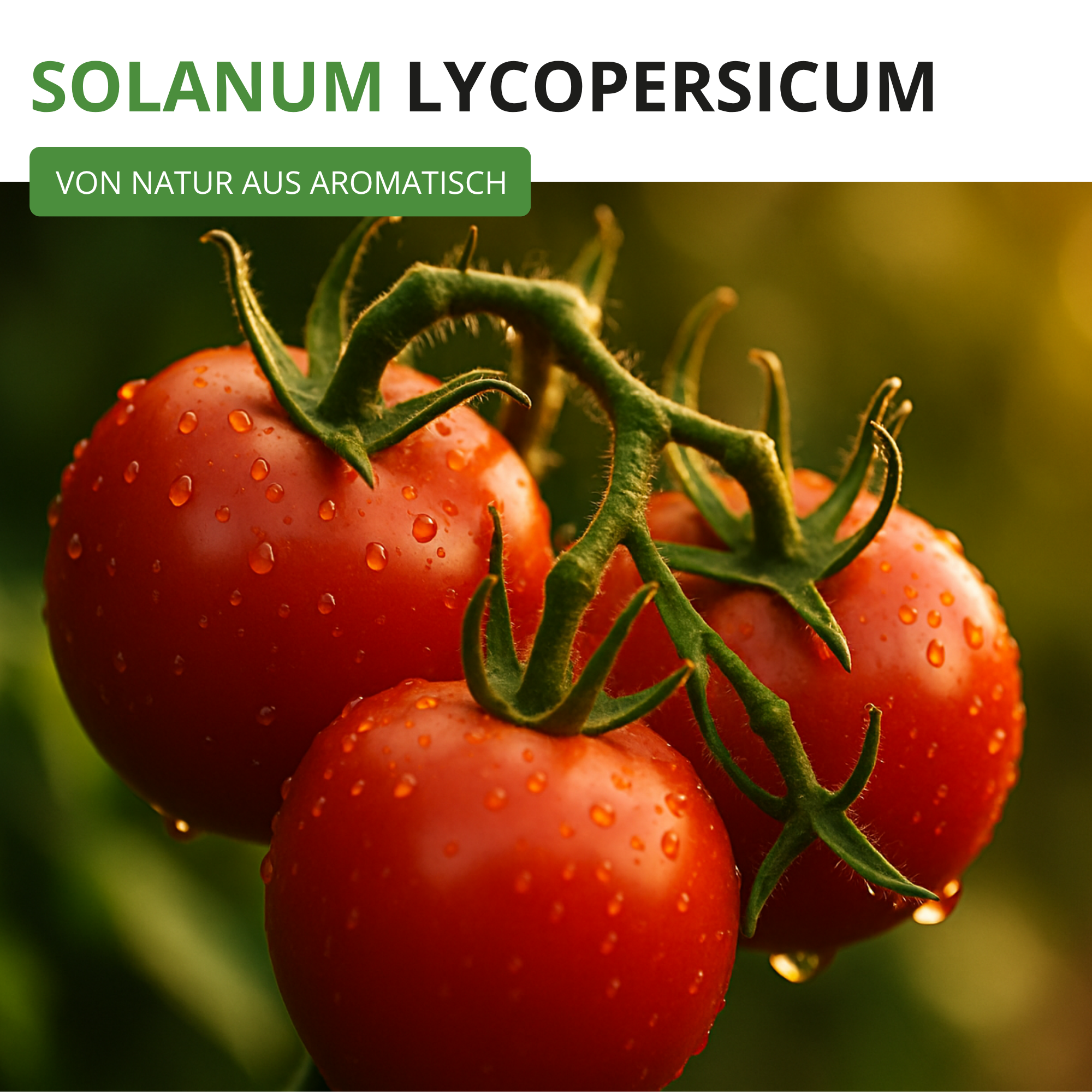 Stabtomaten Tamina
