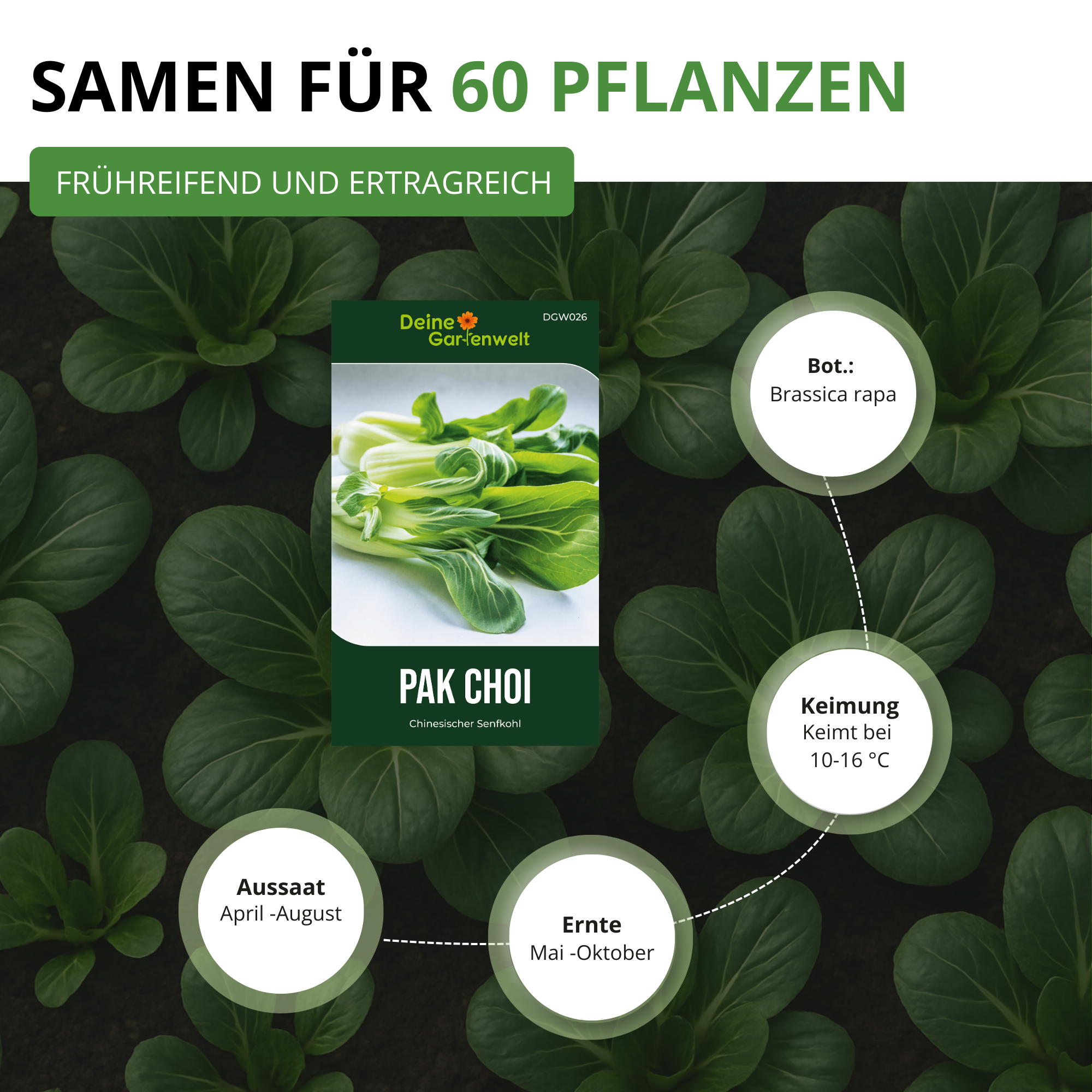 Pak Choi