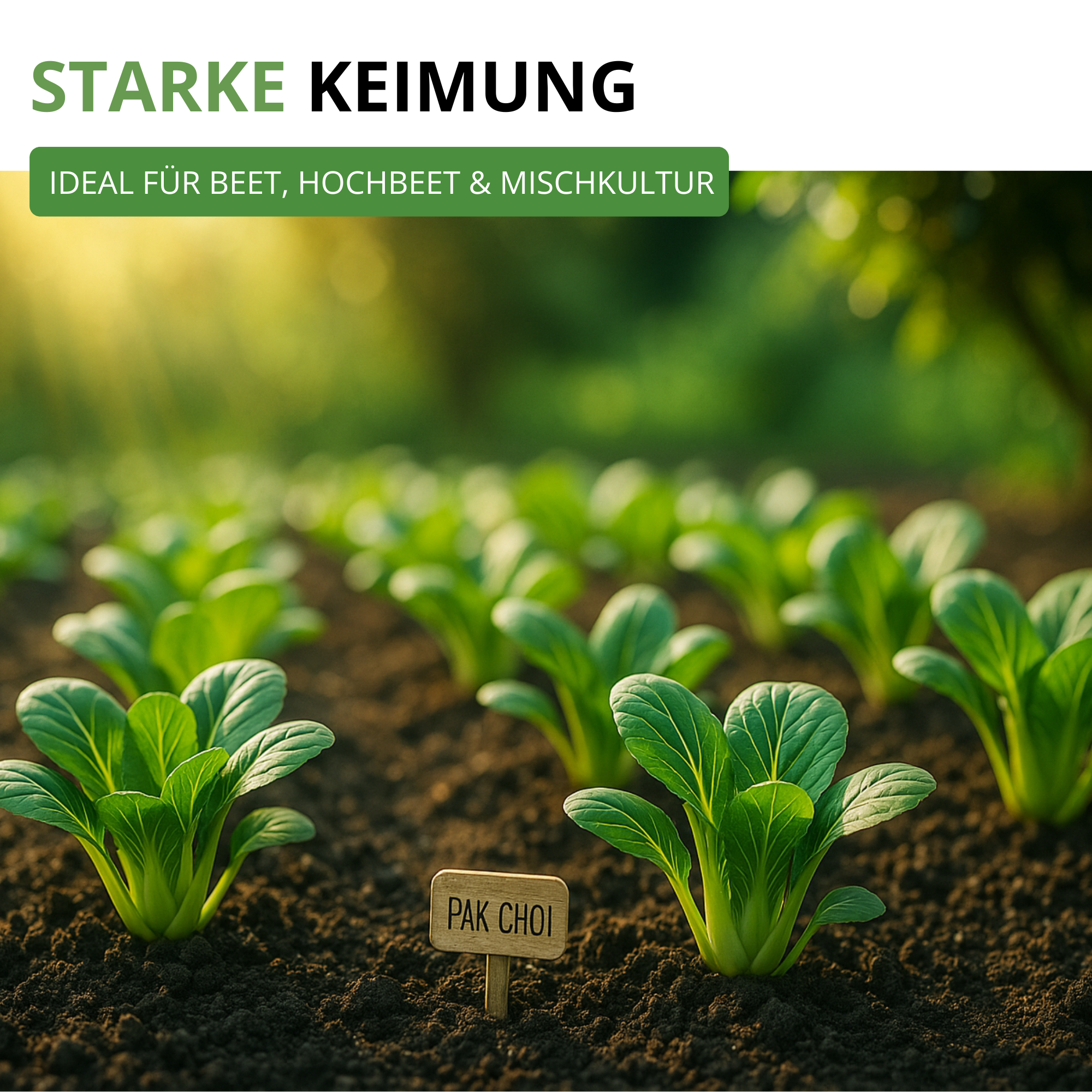 Pak Choi
