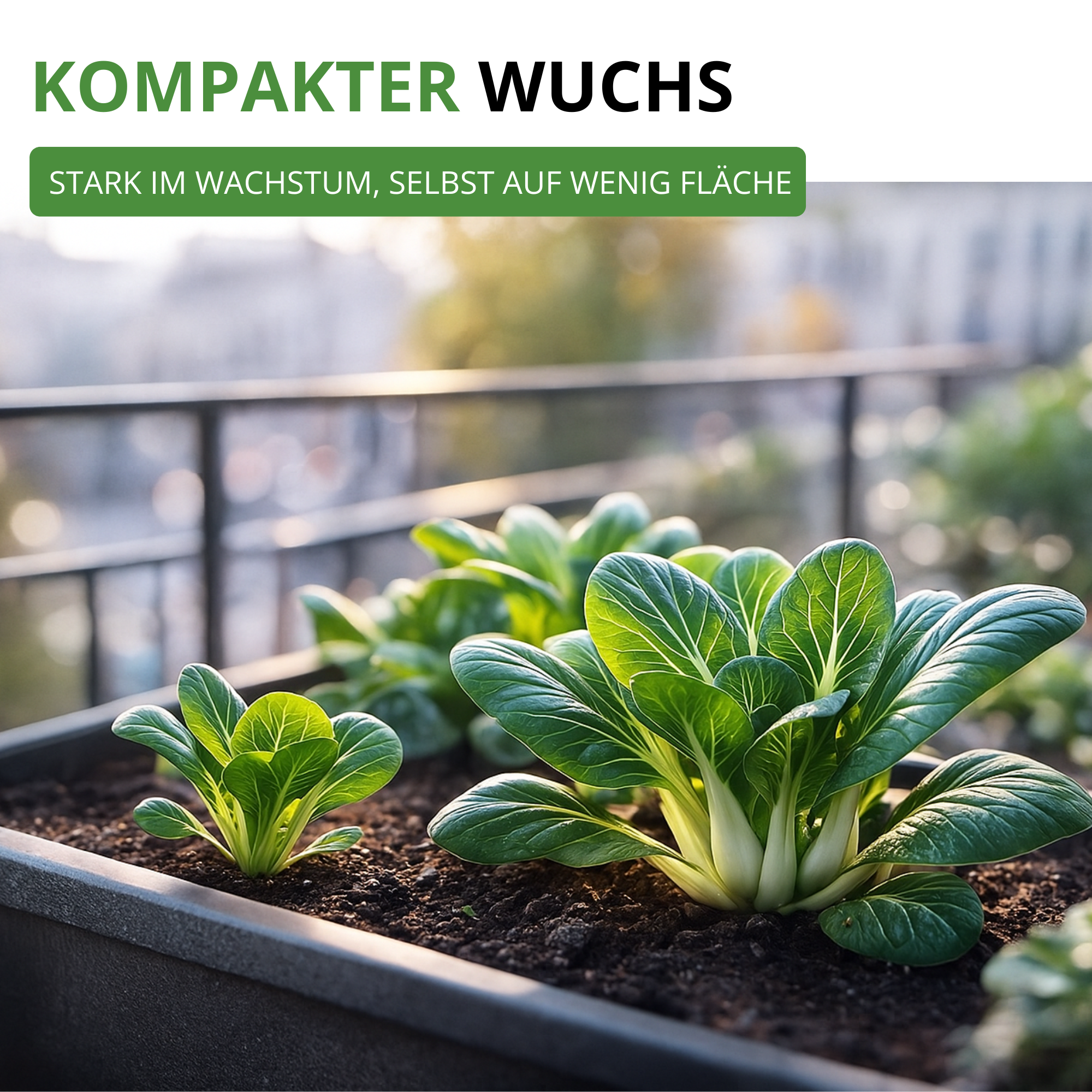 Pak Choi