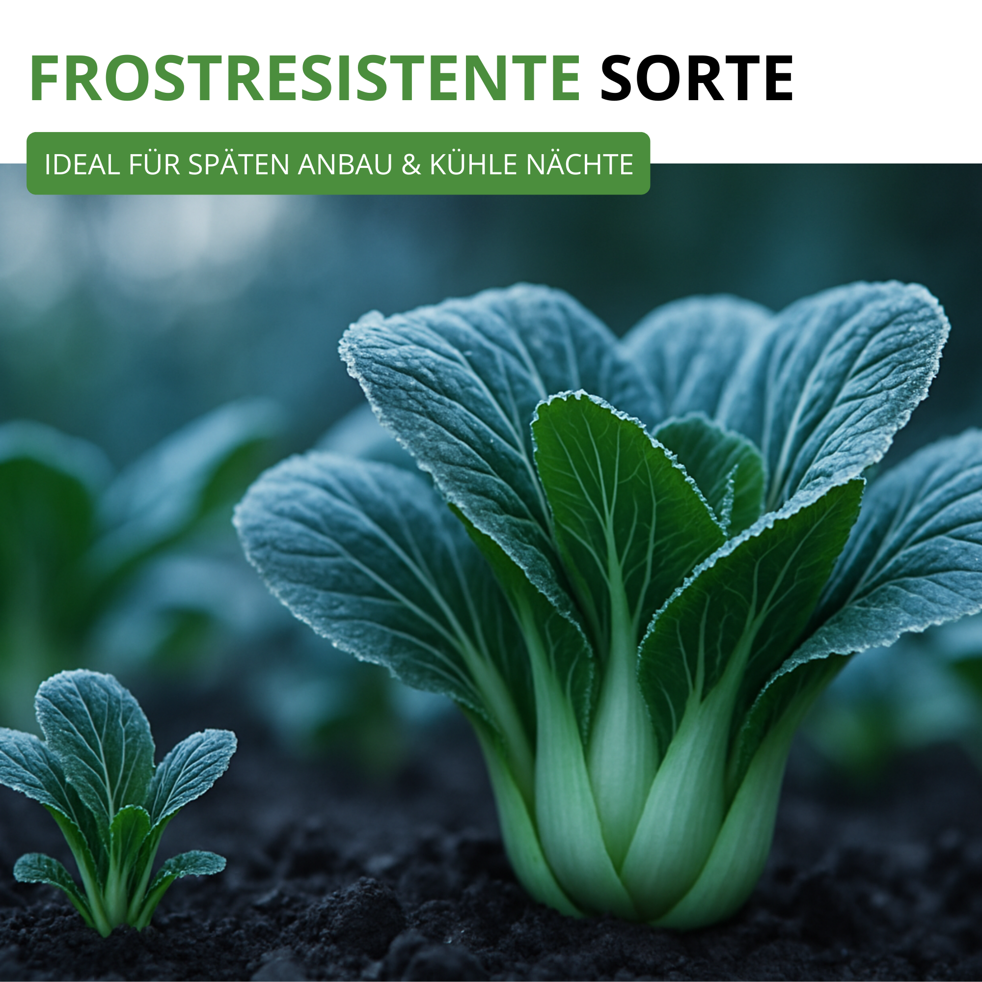 Pak Choi