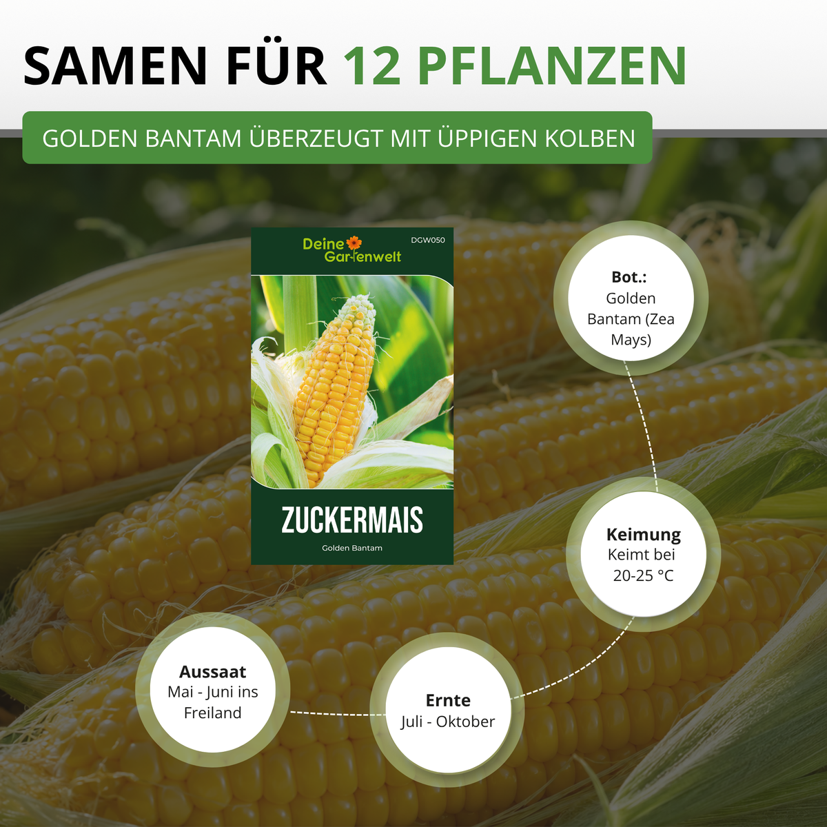 Zuckermais Golden Bantam Saatgut