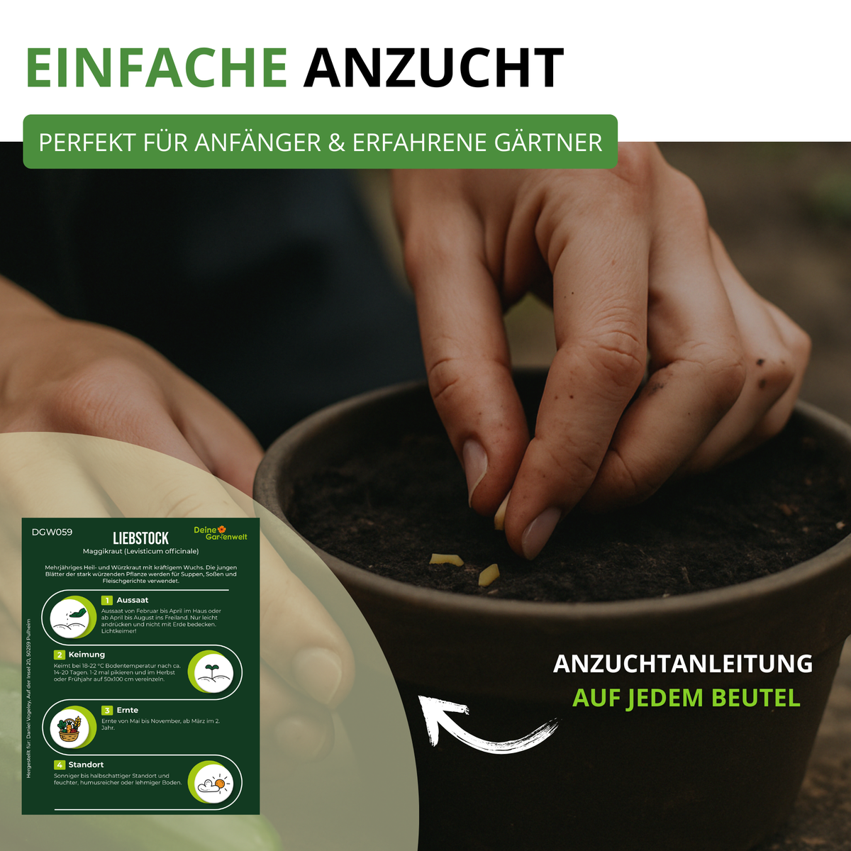 Liebstöckel Maggikraut Saatgut
