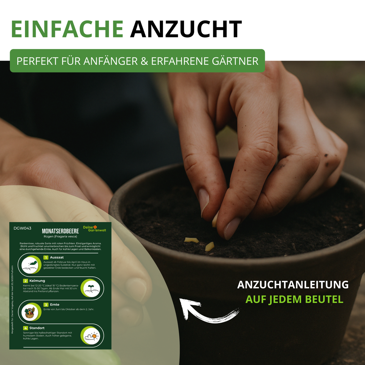 Monatserdbeeren Rügen Saatgut