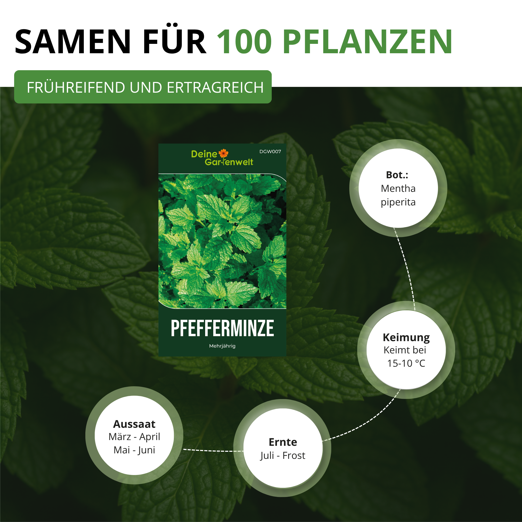 Pfefferminze
