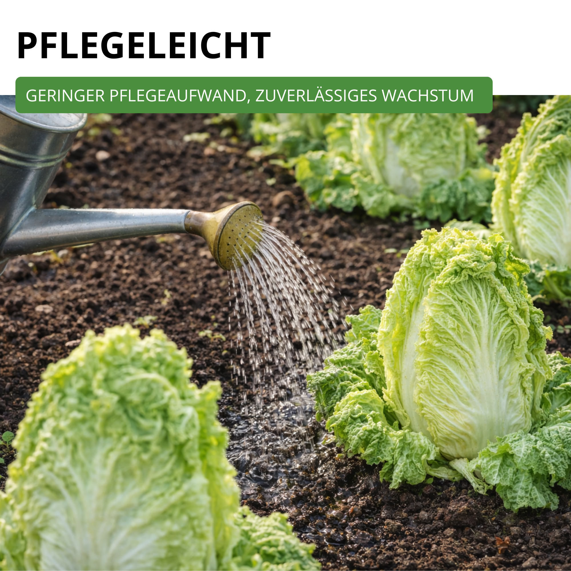 Zichoriensalat Zuckerhut