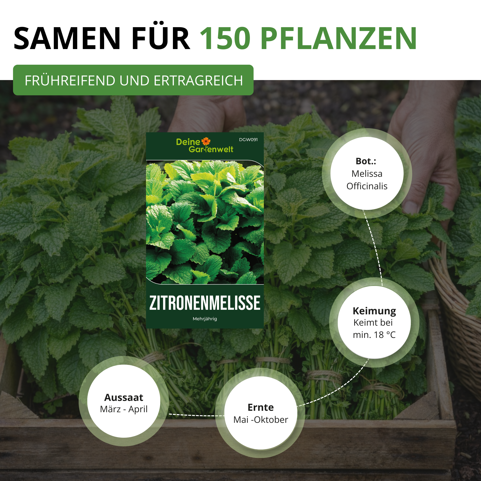 Zitronenmelisse
