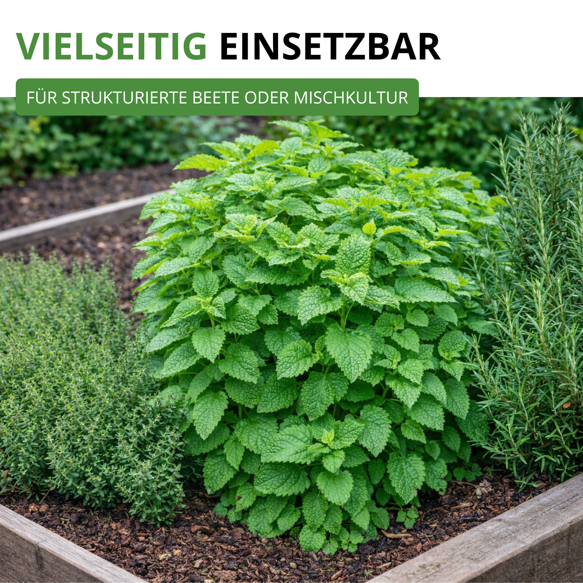 Zitronenmelisse