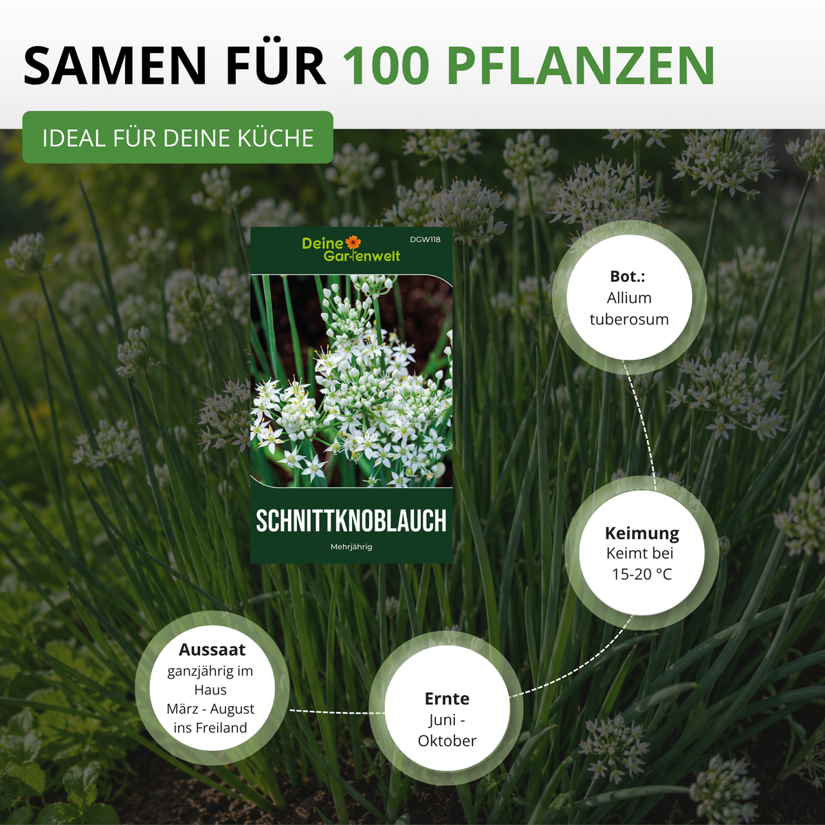 Schnittknoblauch Saatgut