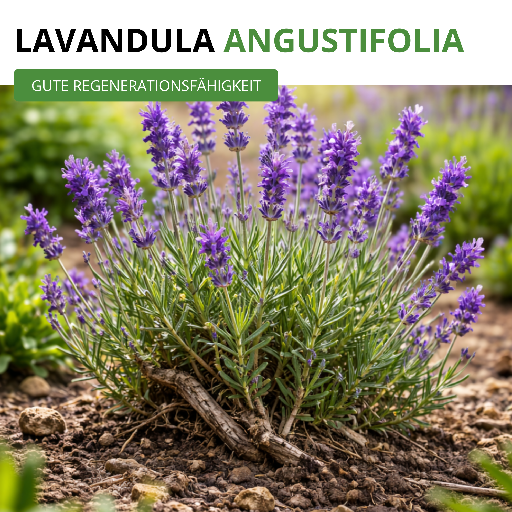 Lavendel Echter