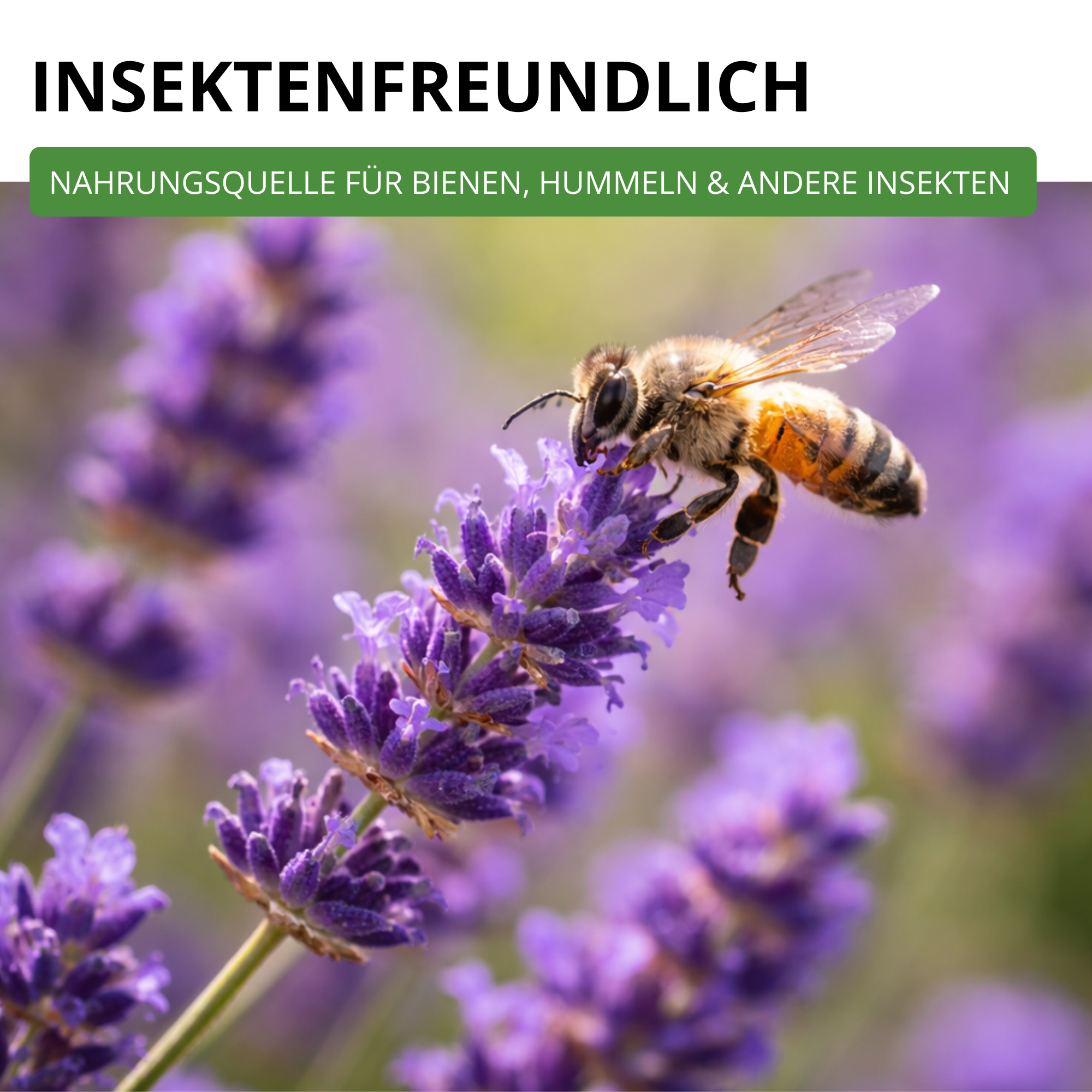 Lavendel Echter