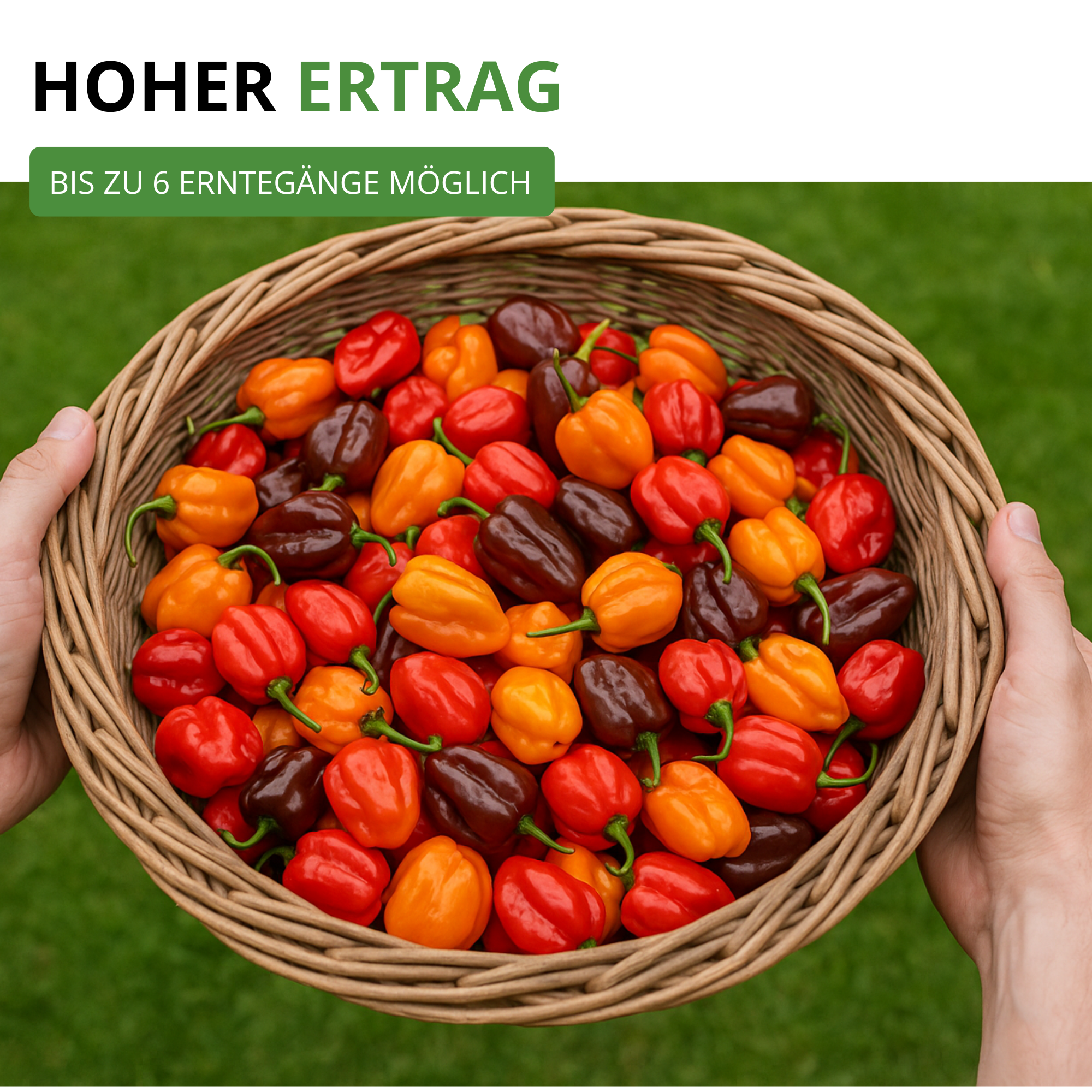 Chilli Habanero Mix