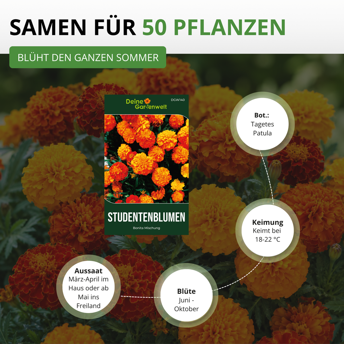 Studentenblume Tagetes Bonita Mischung Saatgut