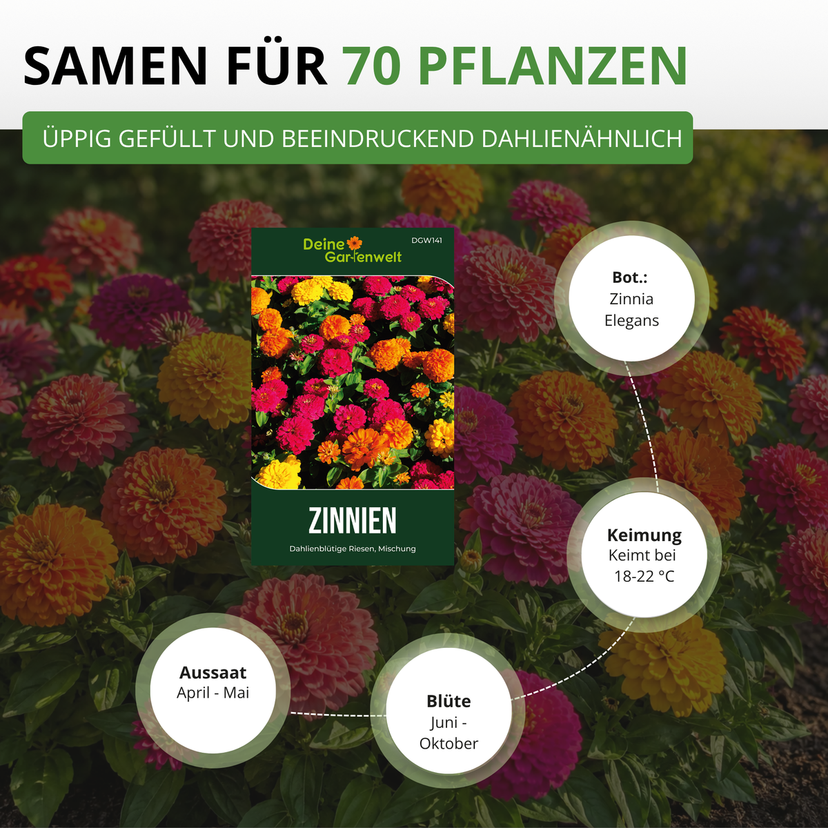 Zinnie Dahlienblütige Mischung Saatgut