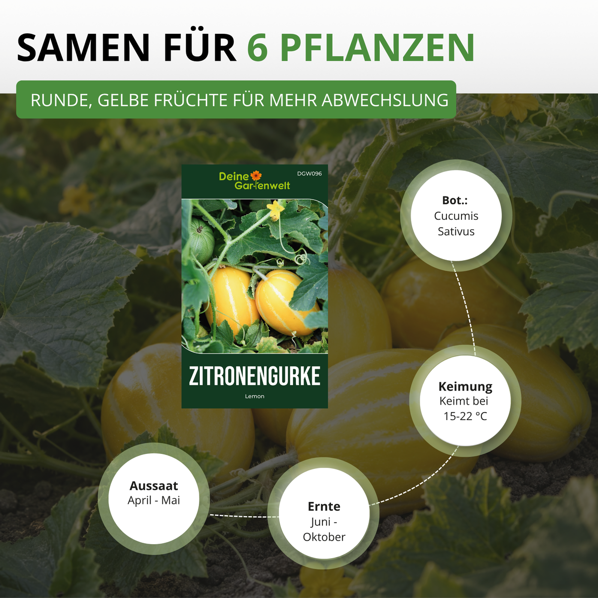 Zitronengurke Lemon Saatgut