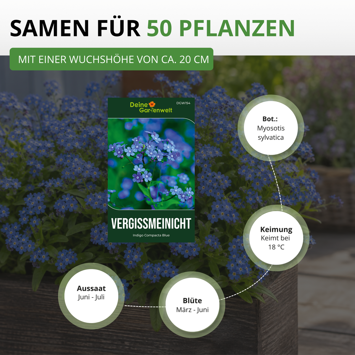 Vergissmeinnicht Indigo Compacta Blue Saatgut