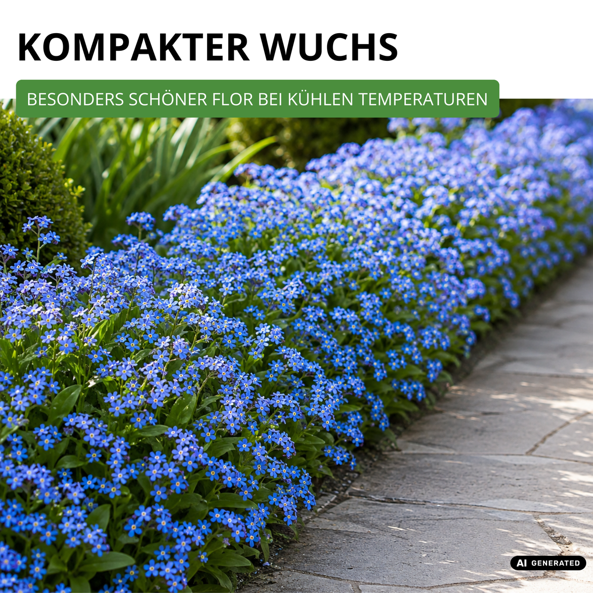 Vergissmeinnicht Indigo Compacta Blue Saatgut