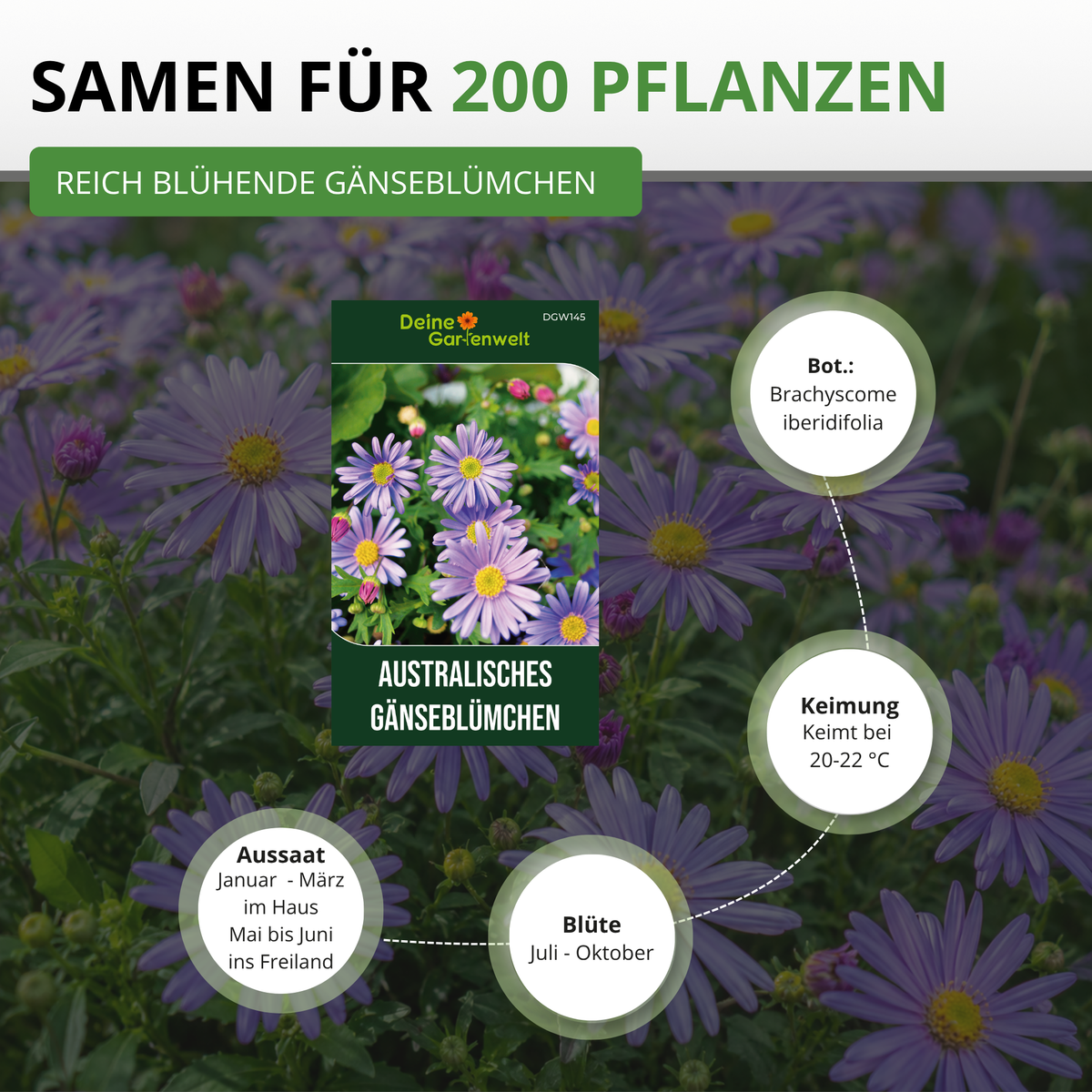 Australisches Gänseblümchen Blau Saatgut