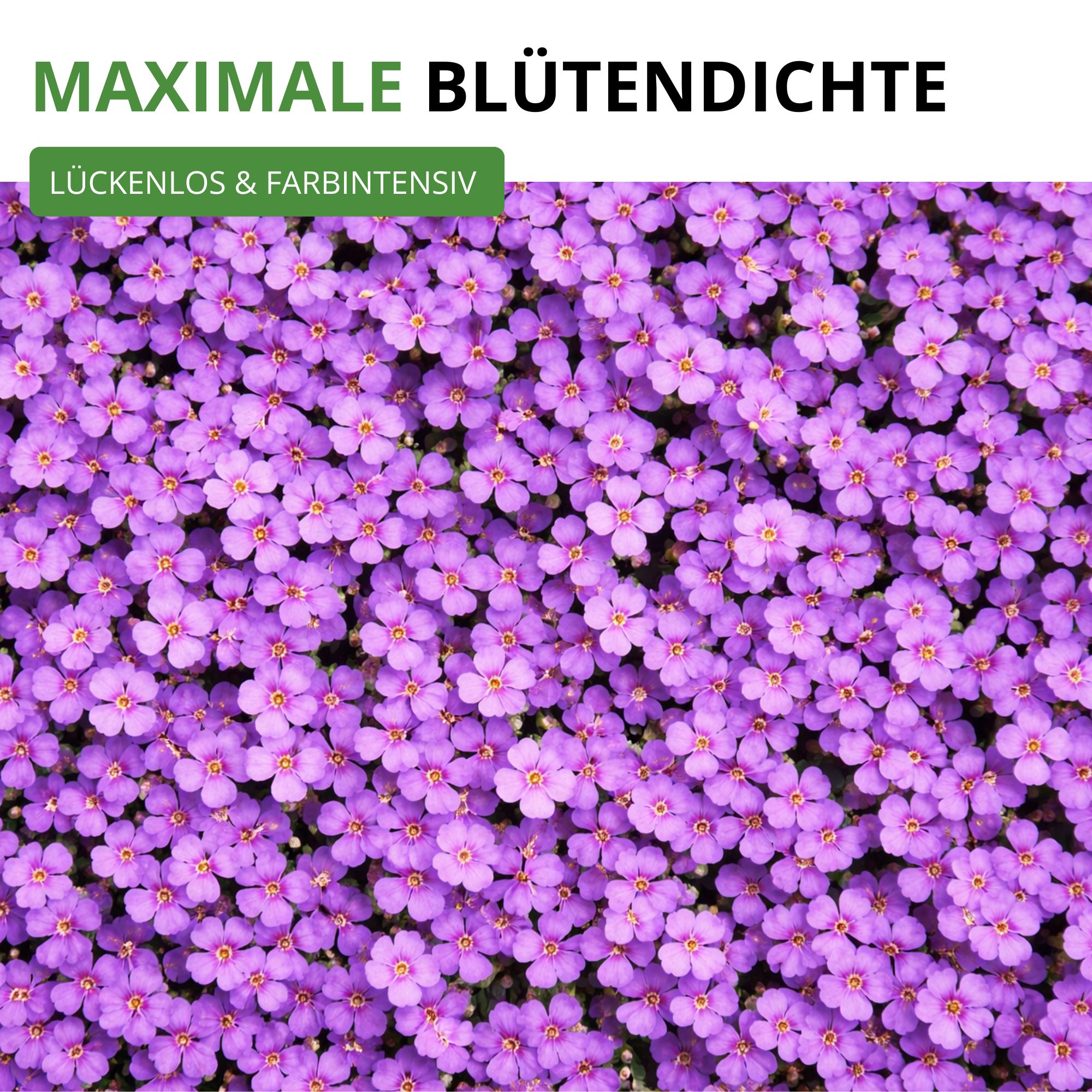 Blaukissen Violett