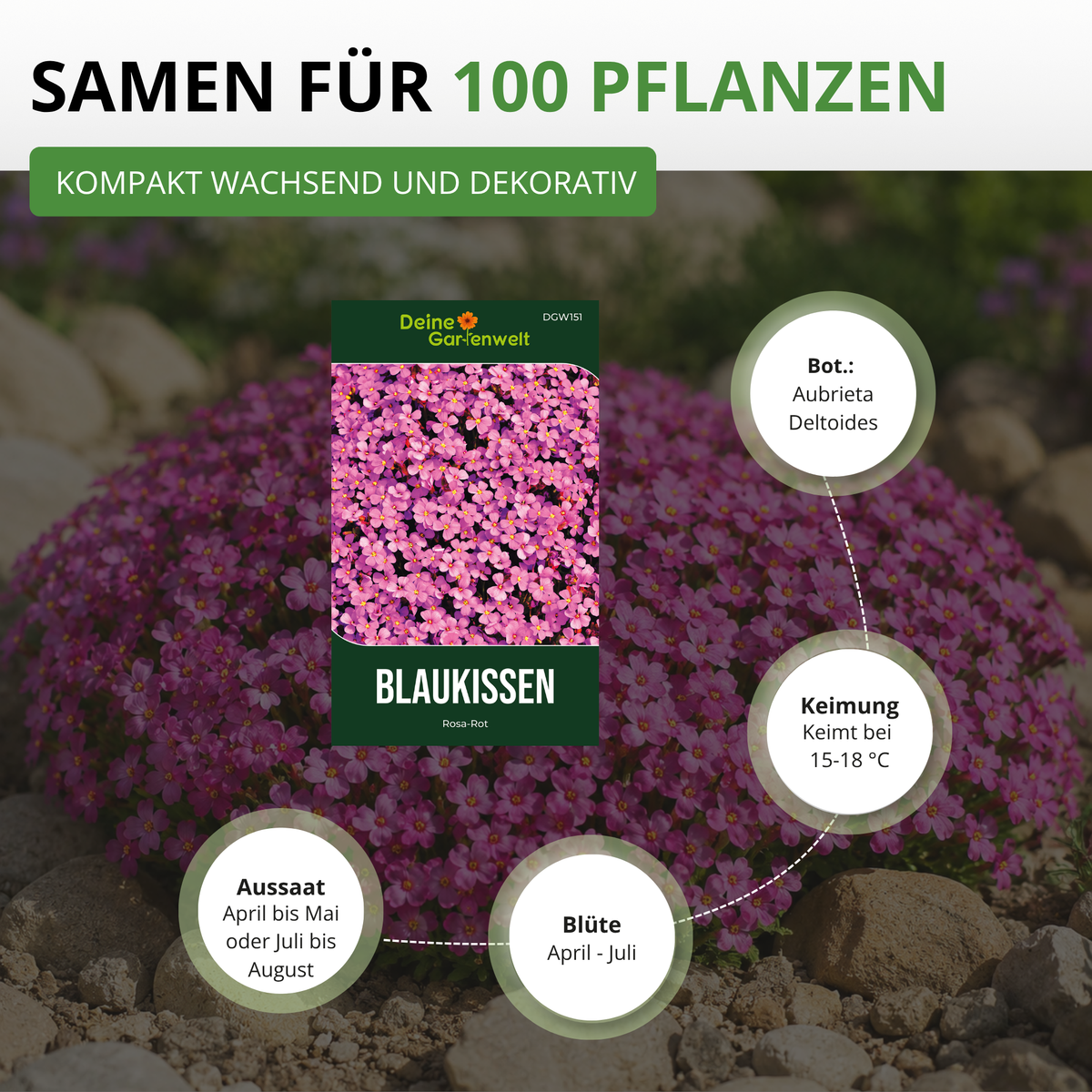 Blaukissen Rosa Rot Saatgut
