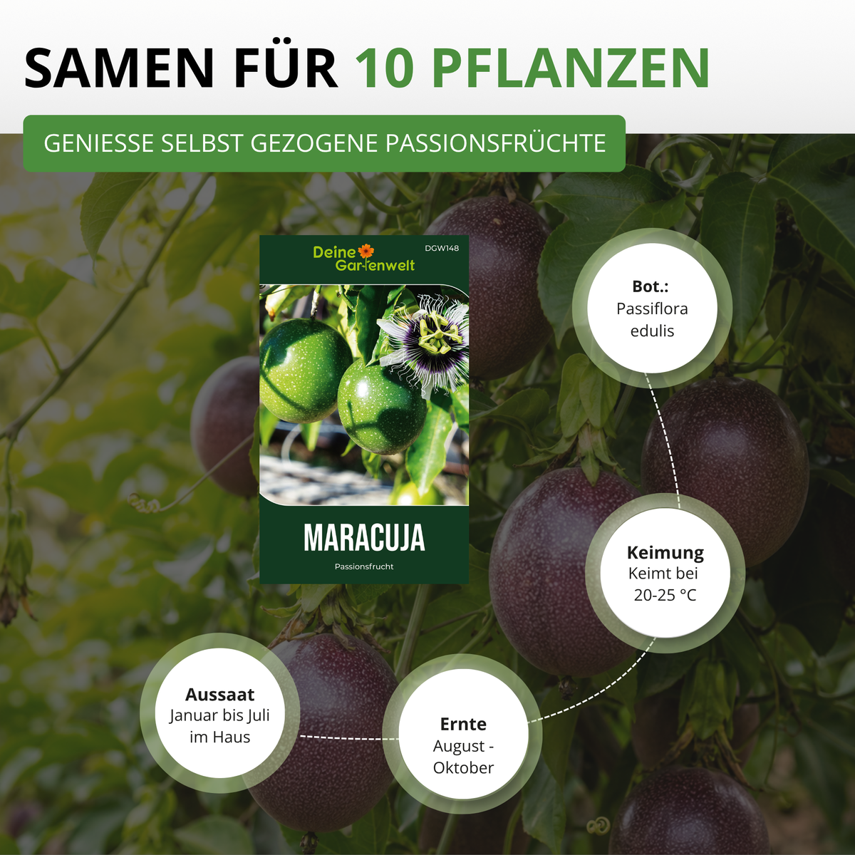 Passionsfrucht Maracuja Saatgut