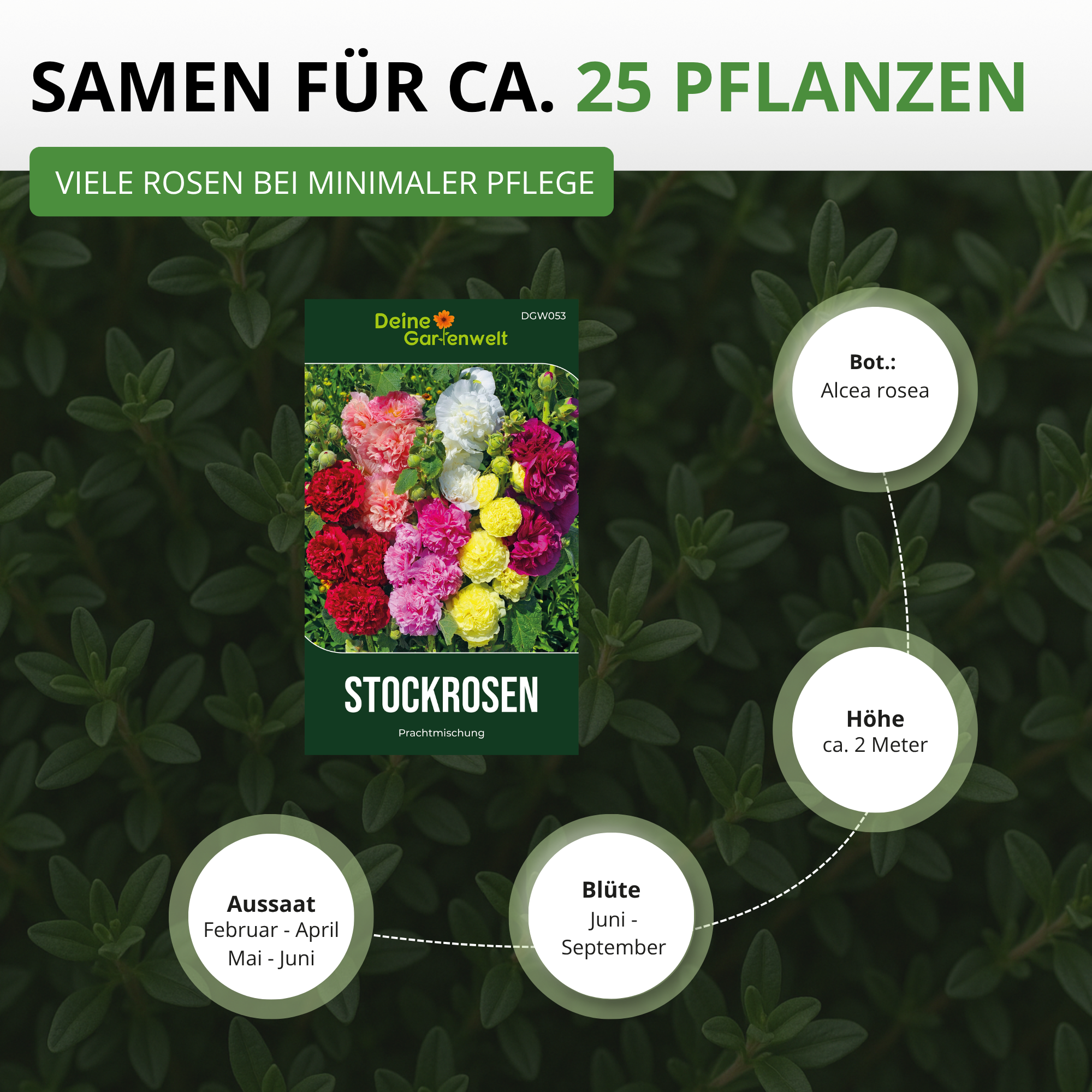 Stockrosen Prachtmischung