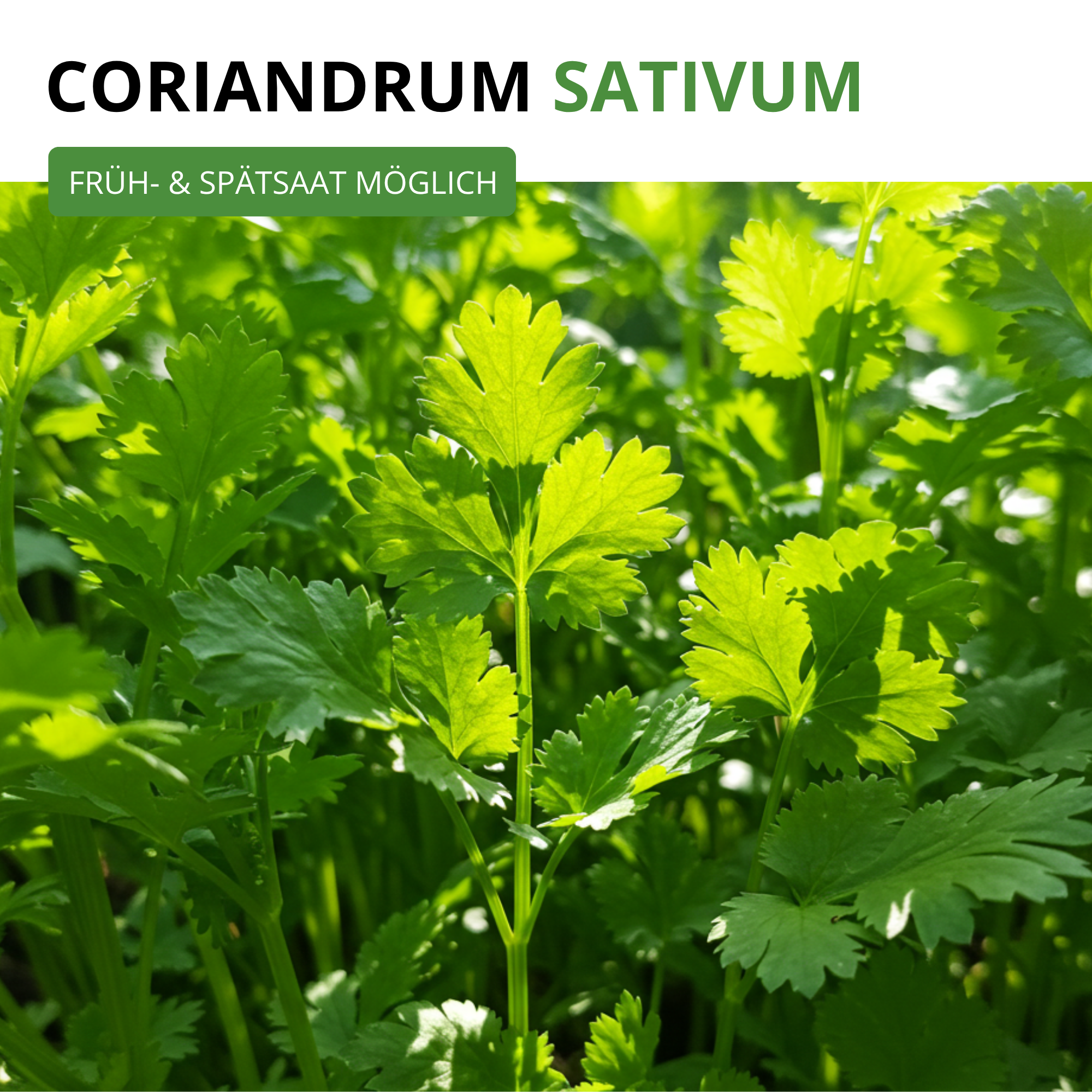 Koriander Comun