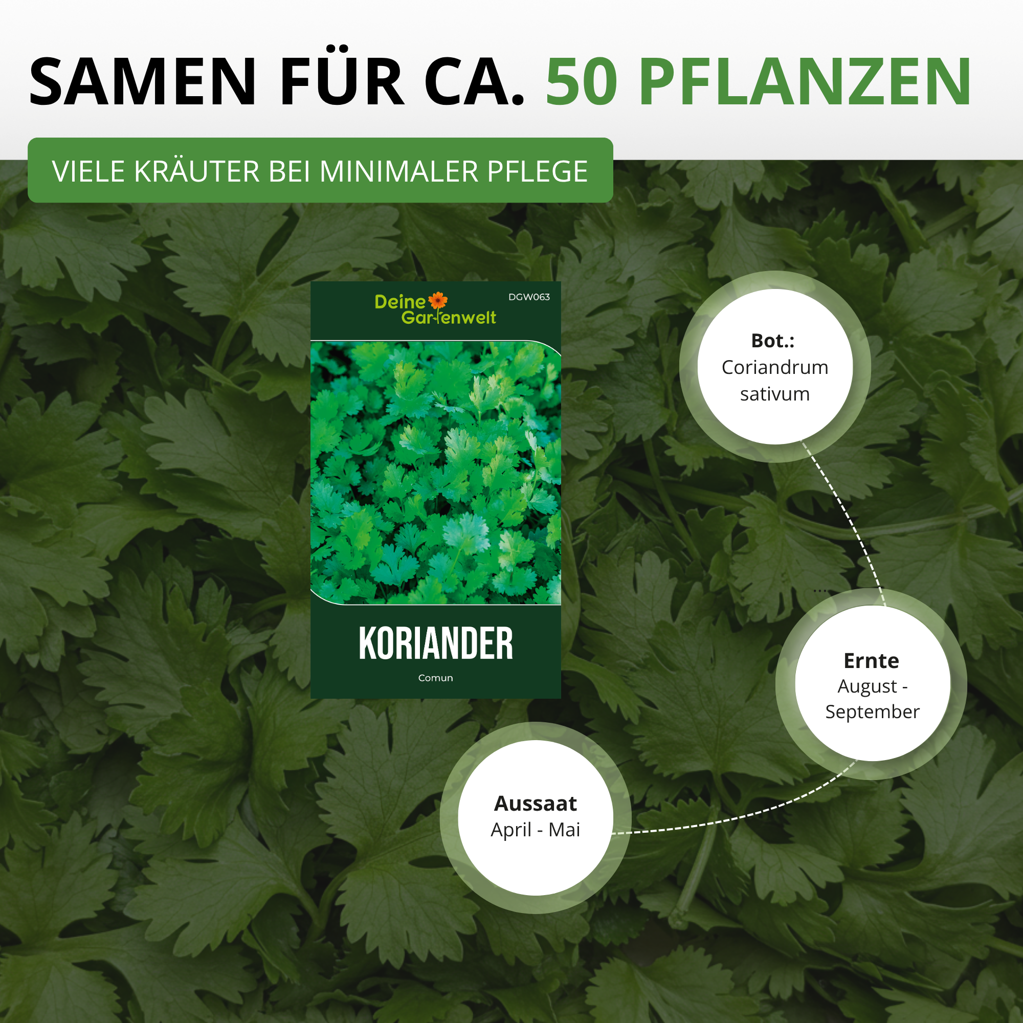 Koriander Comun