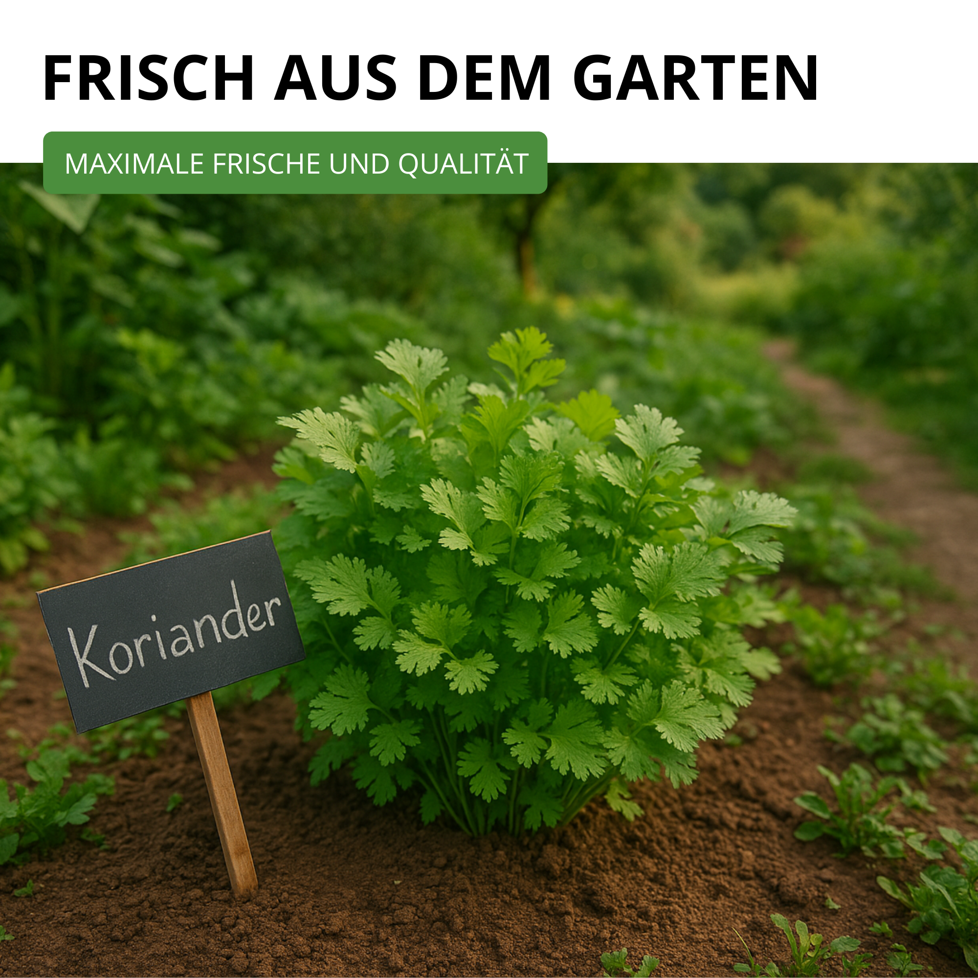 Koriander Comun
