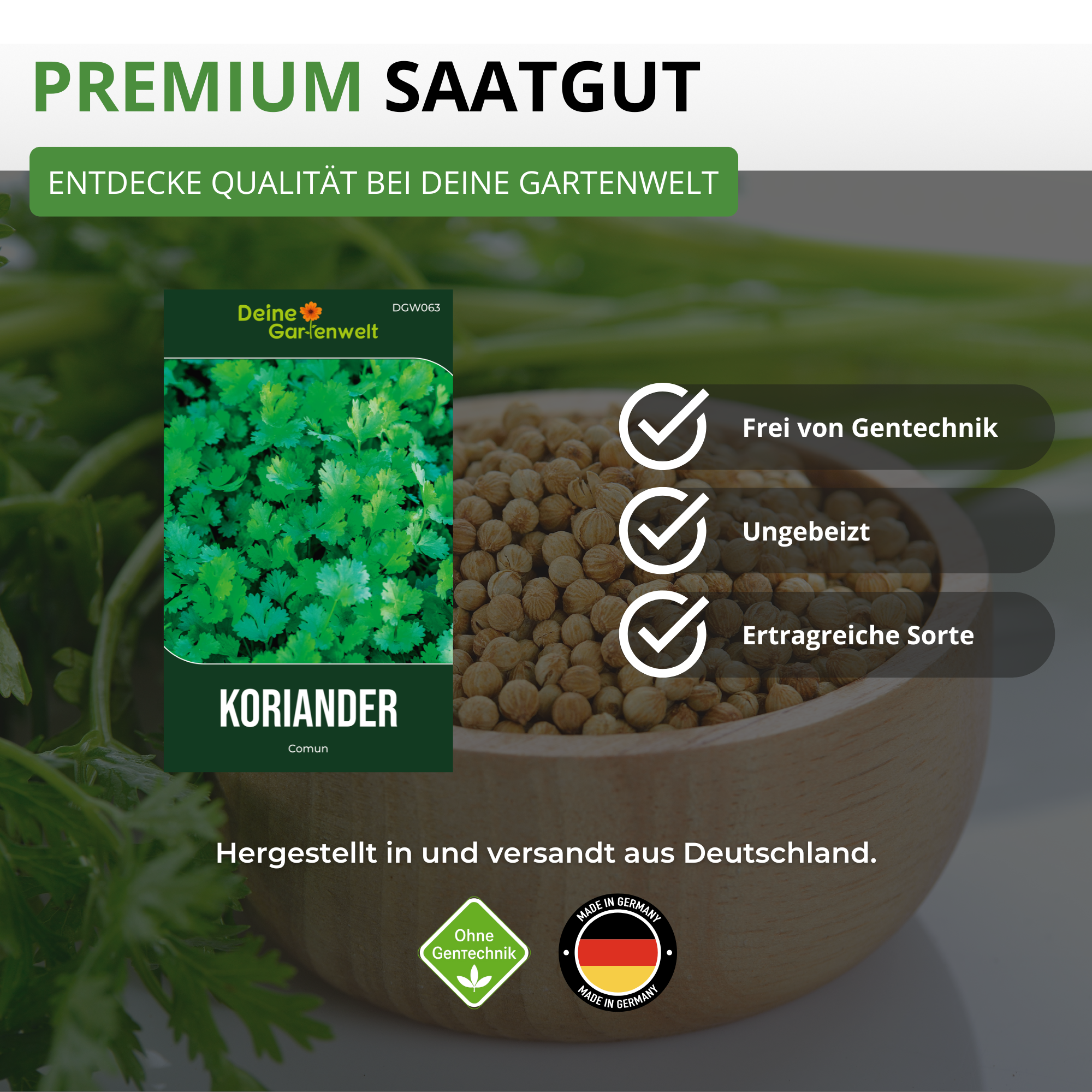 Koriander Comun