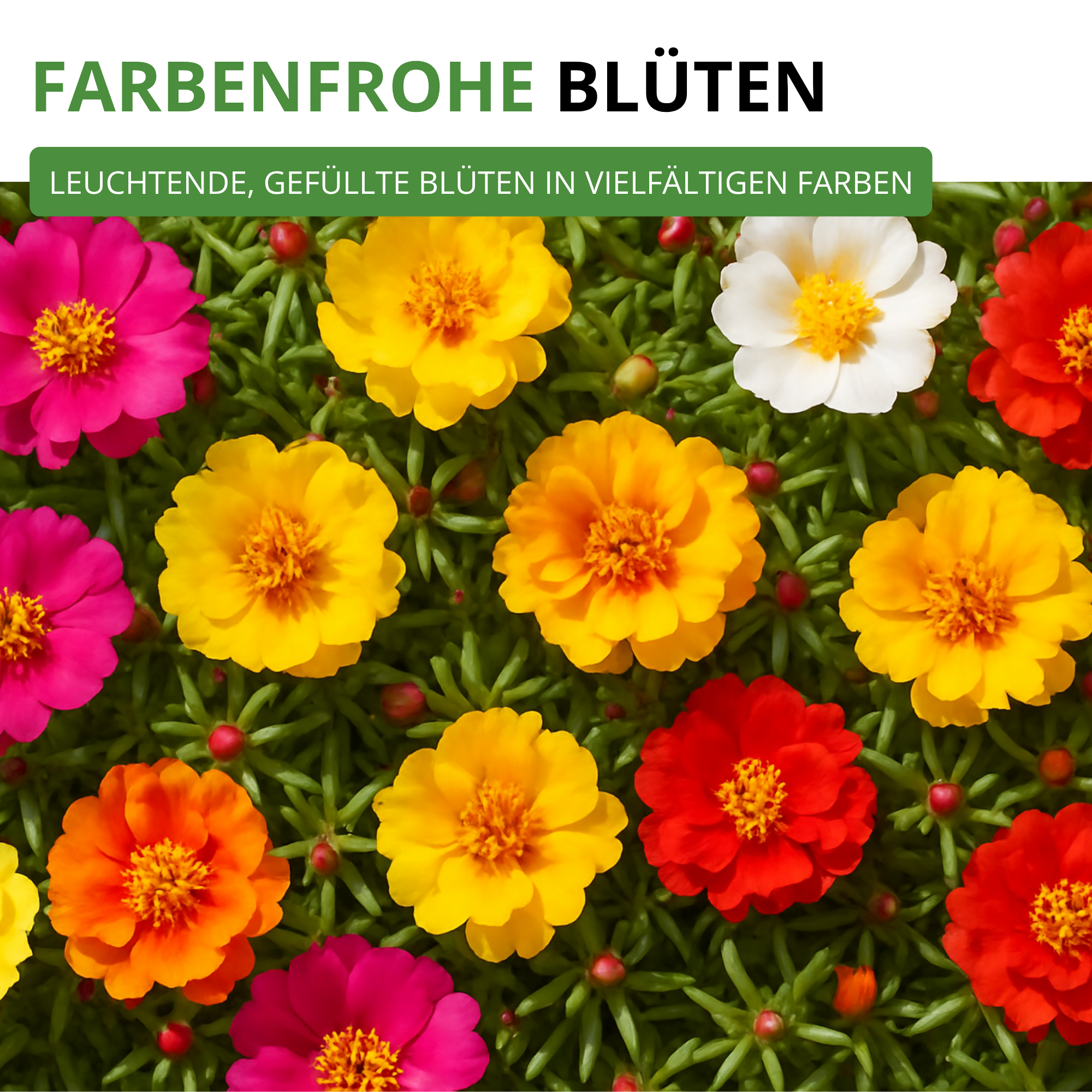 Portulakröschen Gefüllte Mischung