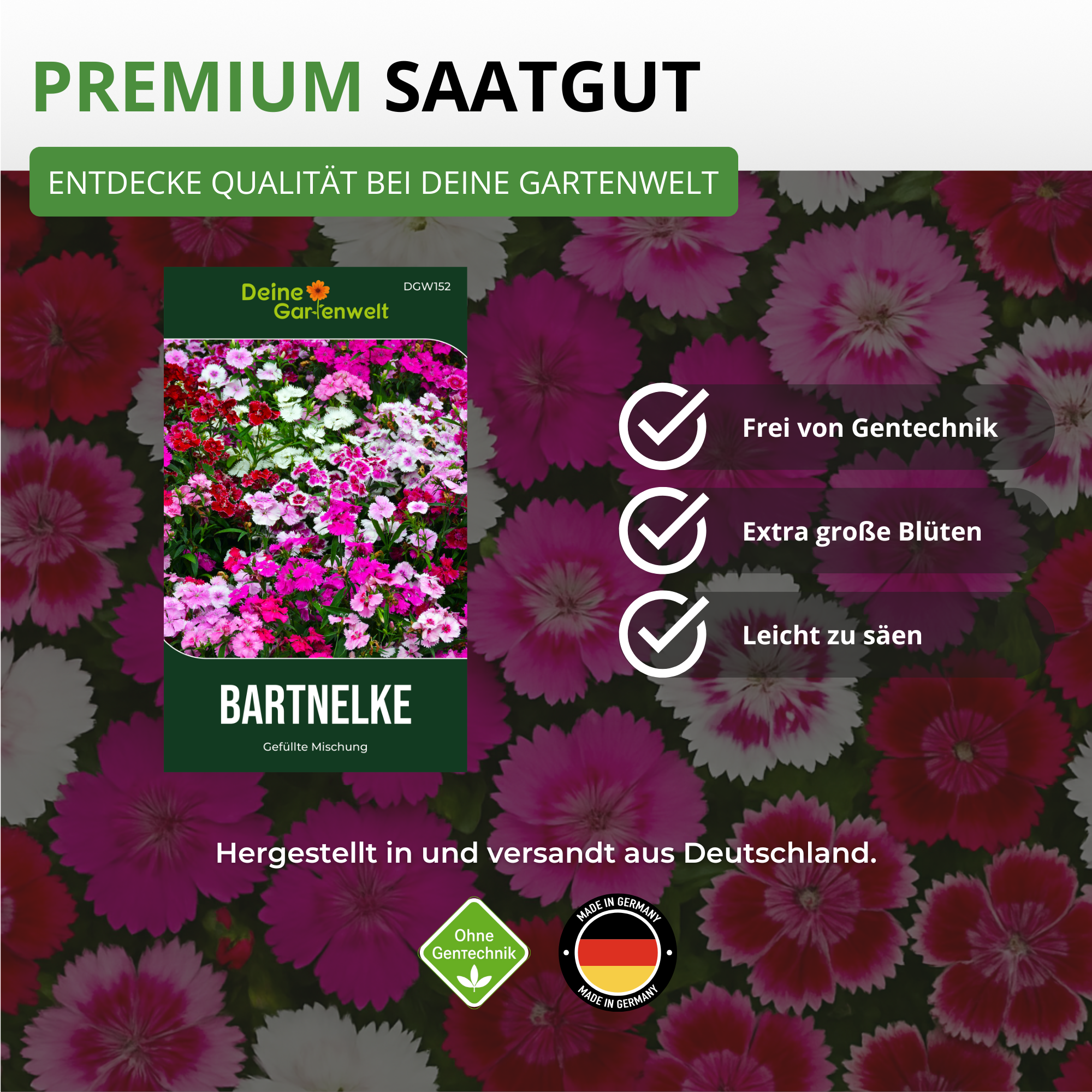 Bartnelke Gefüllte Mischung