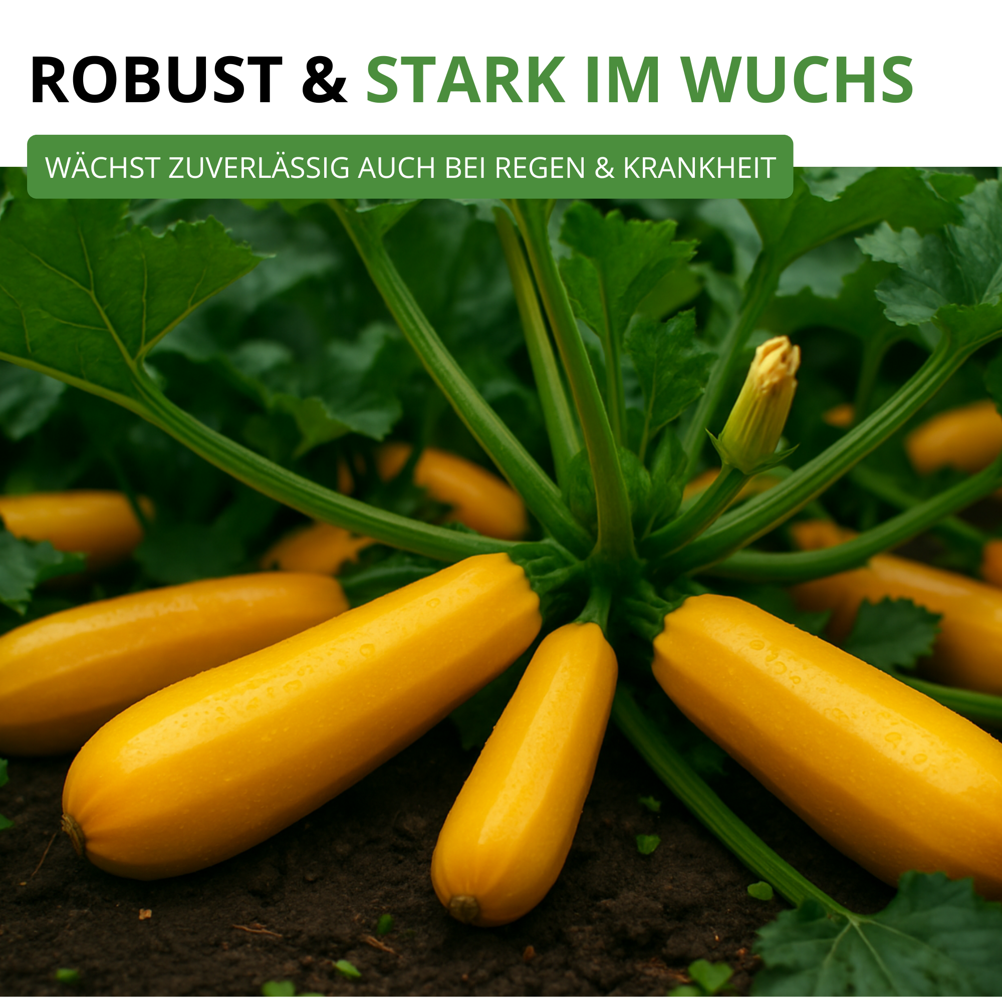 Zucchini Gold Rush F1