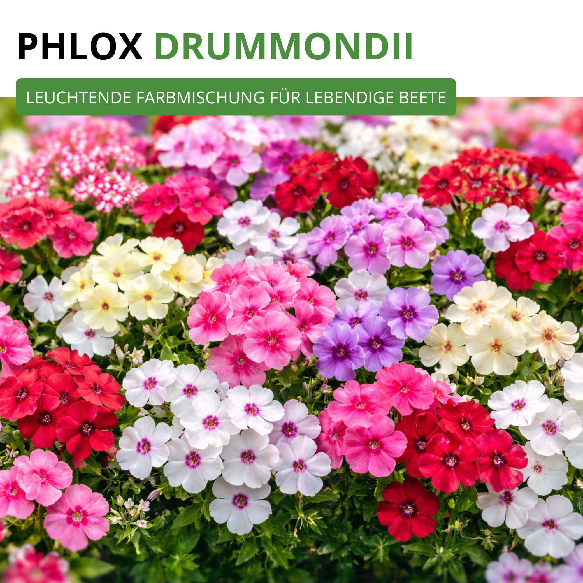Flammenblumen Prachtmischung