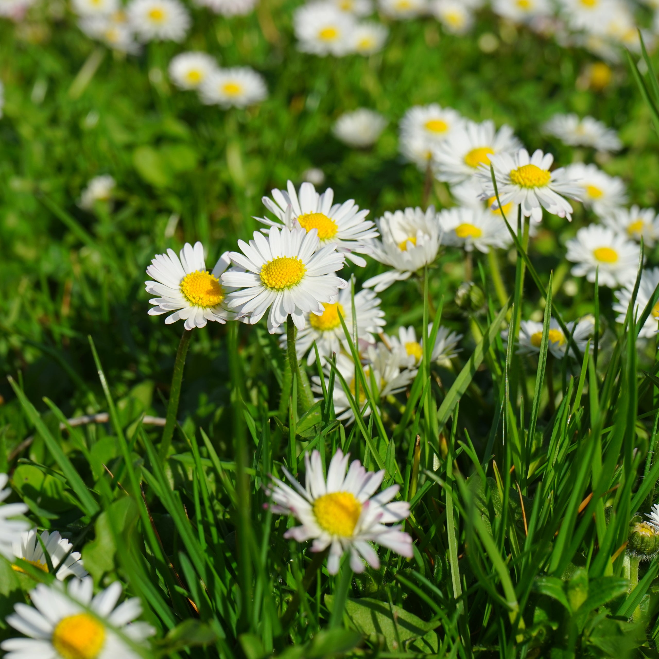 Gänseblümchen Einfach weiß
