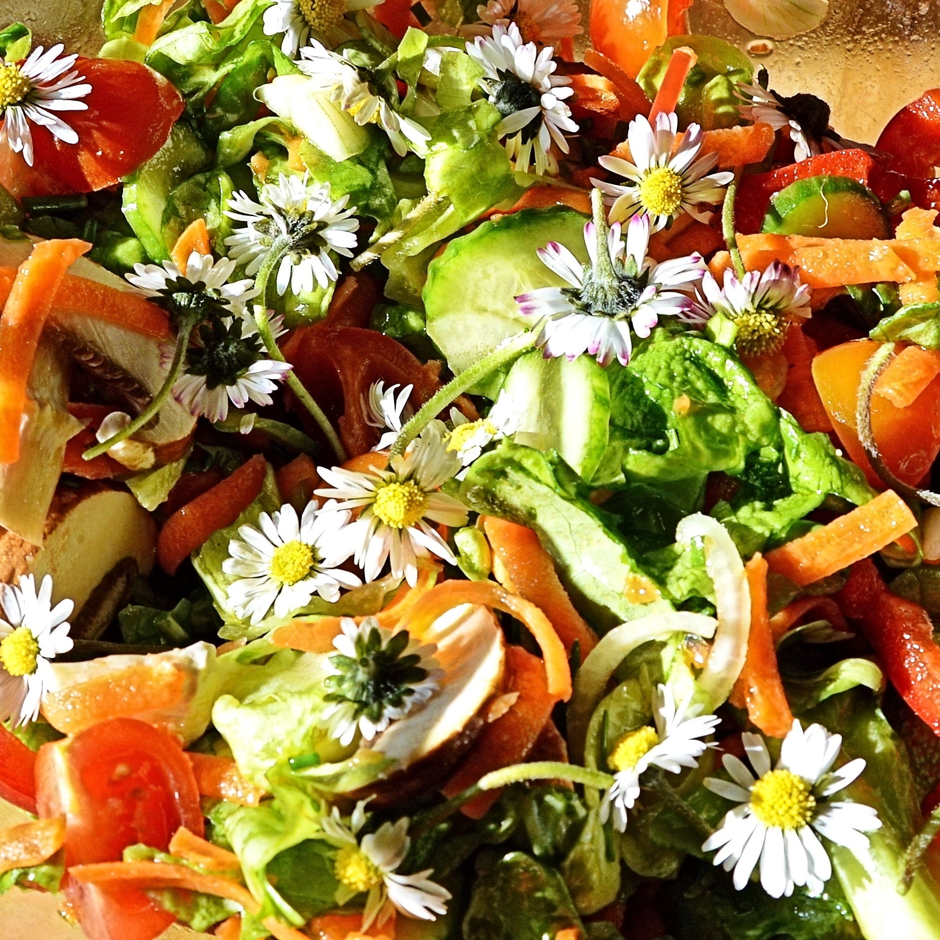 Gänseblümchen Einfach weiß
