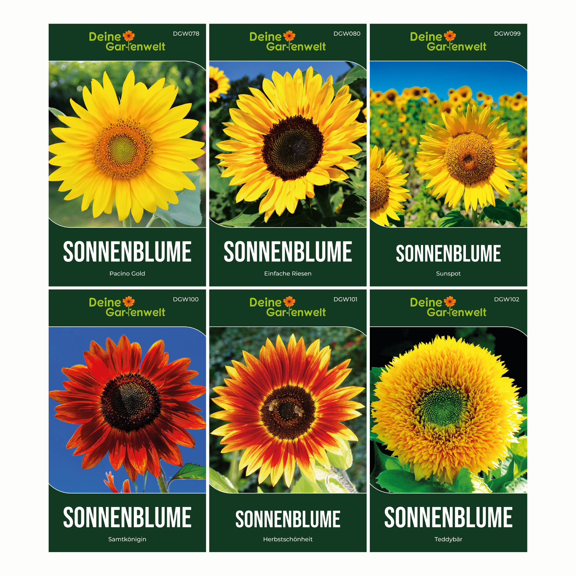 Sonnenblumensamen-Set mit 6 Sorten