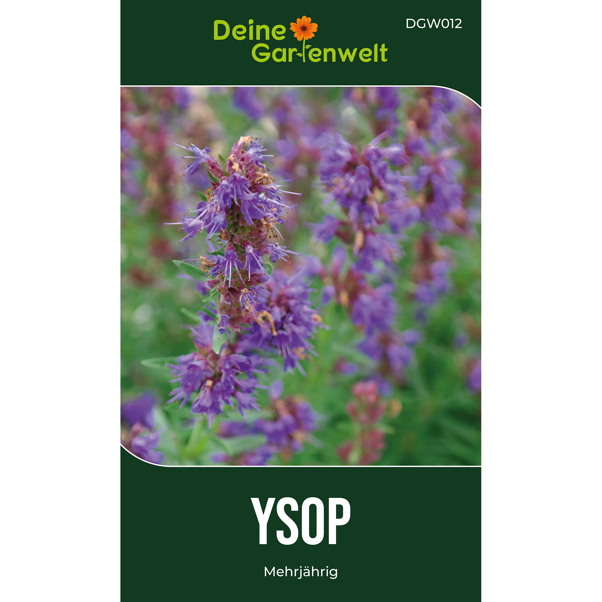 Ysop