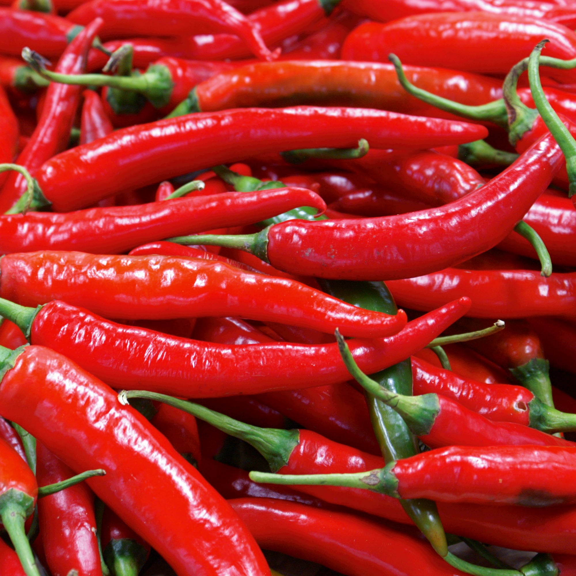 Chili Lombardo