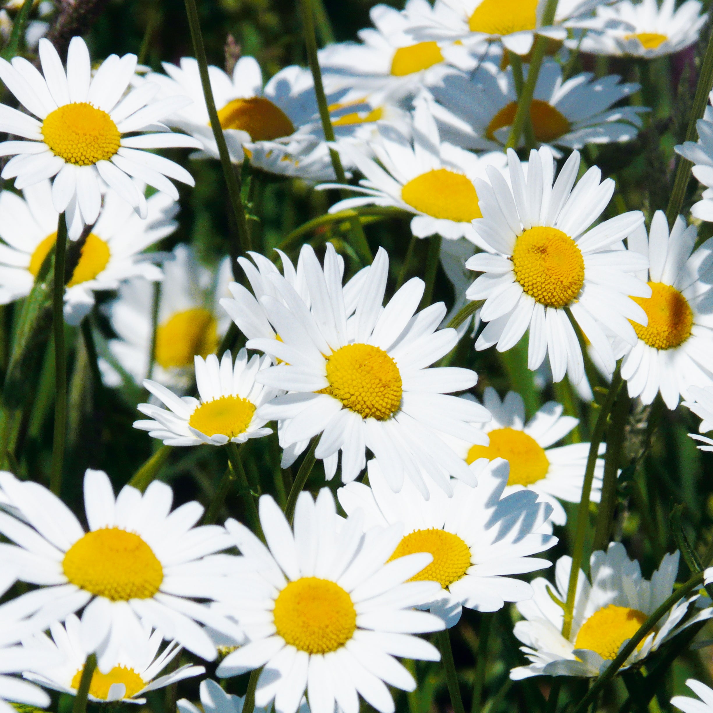 Margerite weiß
