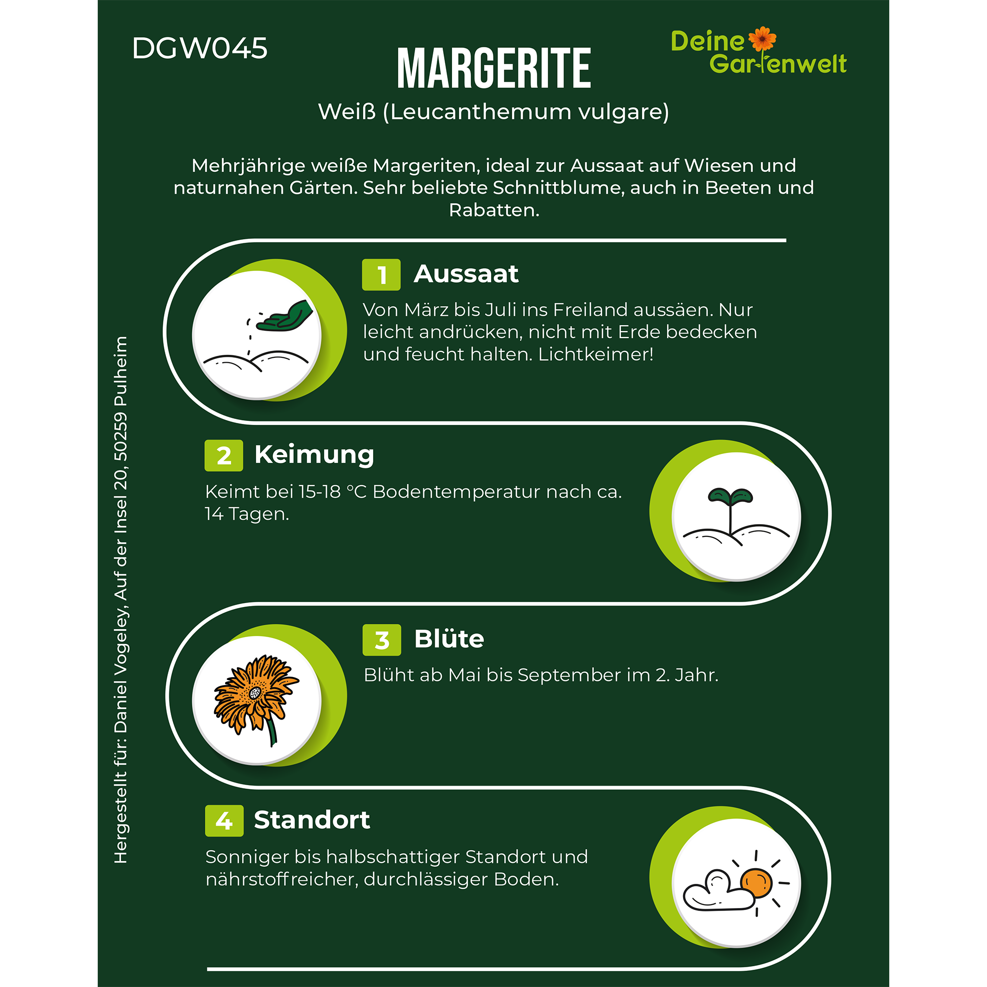 Margerite weiß