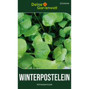 Winterpostelein Winterportulak