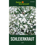 Stauden-Schleierkraut weiß