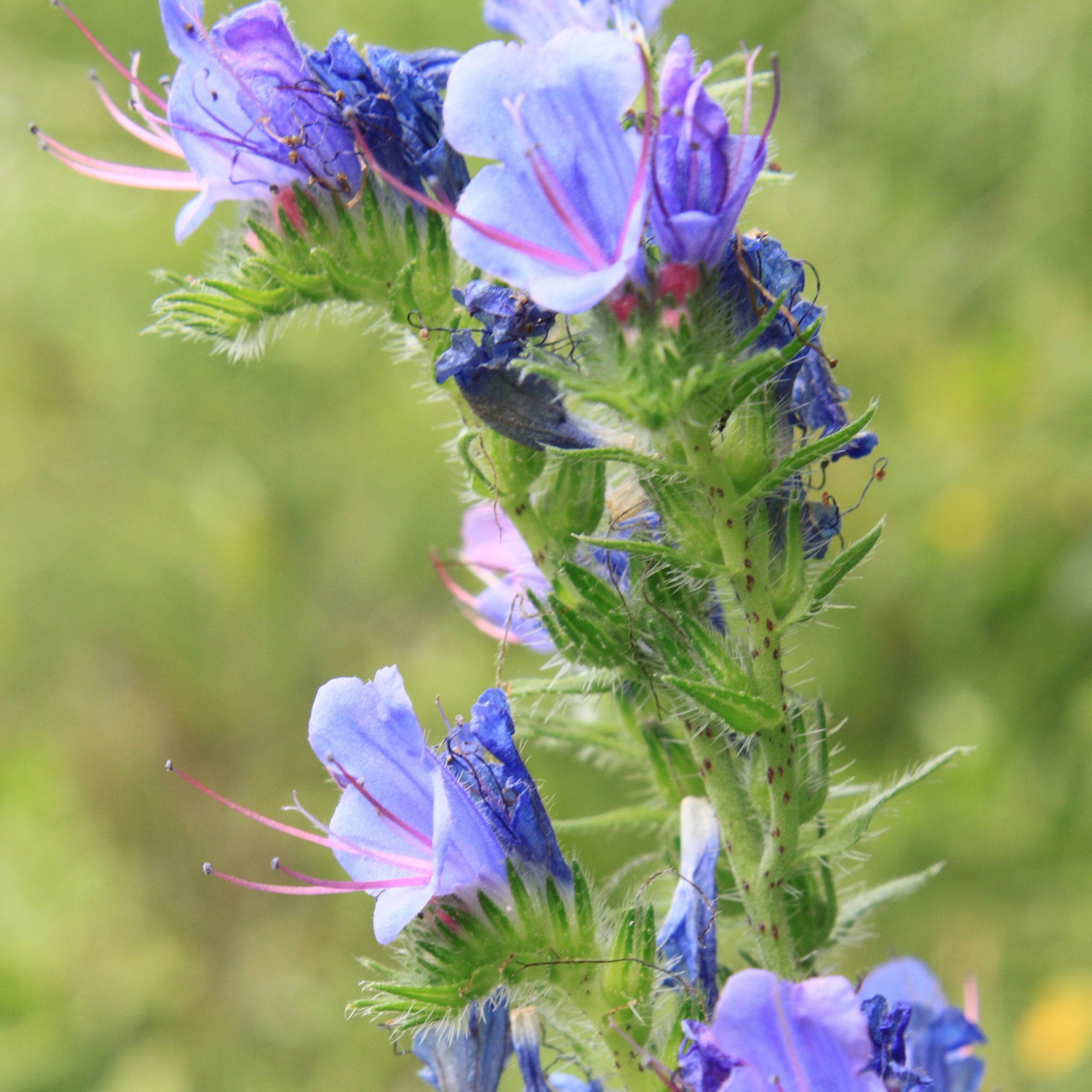 Natternkopf blau