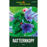 Natternkopf blau